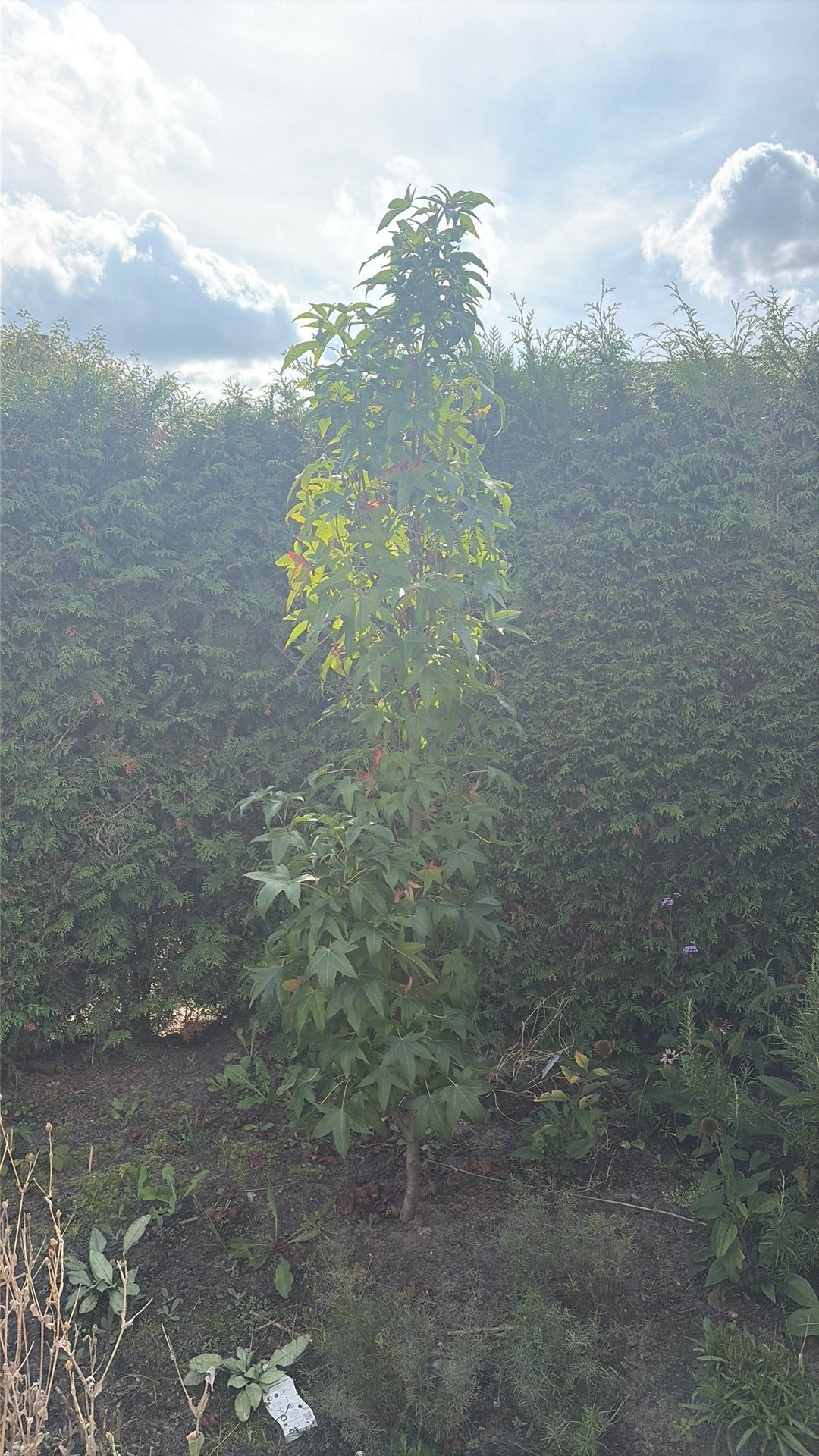 Amberboom, Bloeit niet, Overige soorten, 100 tot 250 cm, Ophalen