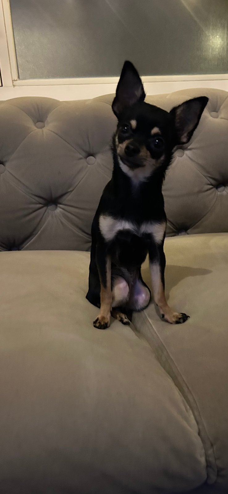 thuis gezocht voor onze Chihuahua 15 maandjes jong, Dieren en Toebehoren, Parvo, 1 tot 2 jaar, Teef, Eén hond