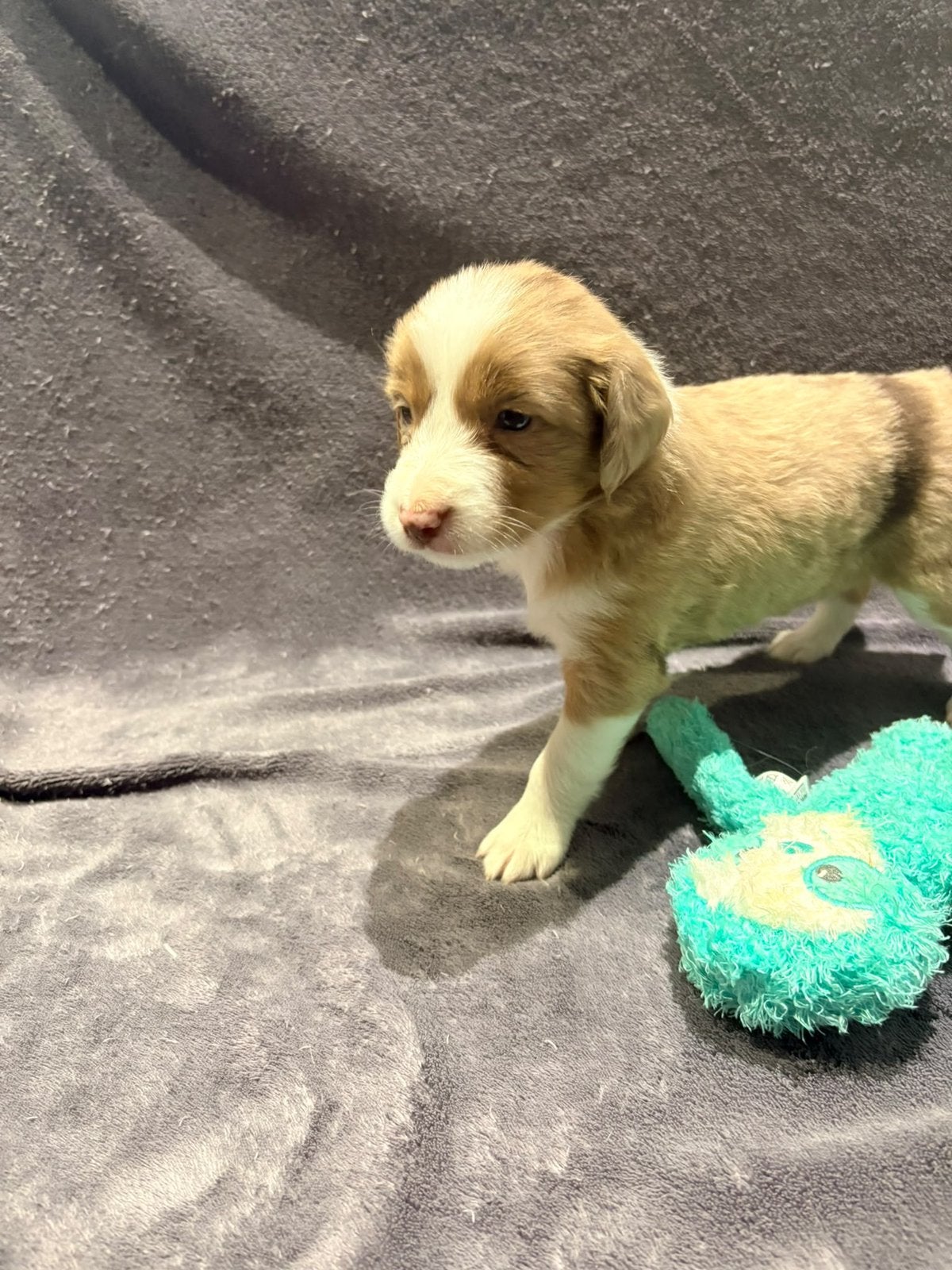 Nestje van 6 zoekt goudenmandje, België, Particulier, 8 tot 15 weken, Collie