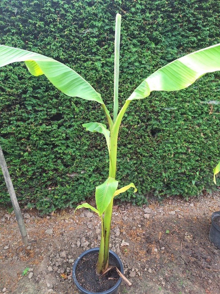 Musa Basjoo (140 cm), Tuin en Terras, Volle zon, Vaste plant, Bloeit niet, Ophalen