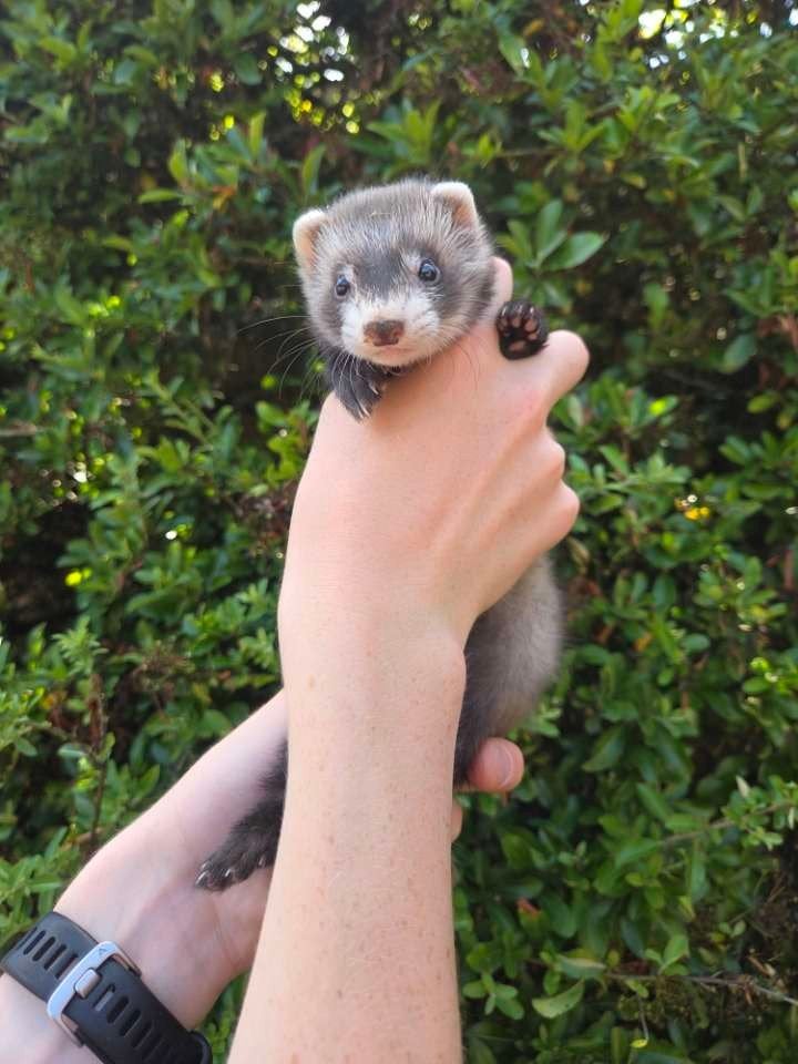 Frettenpups beschikbaar (België), Fret, Mei, Meerdere dieren, Tam