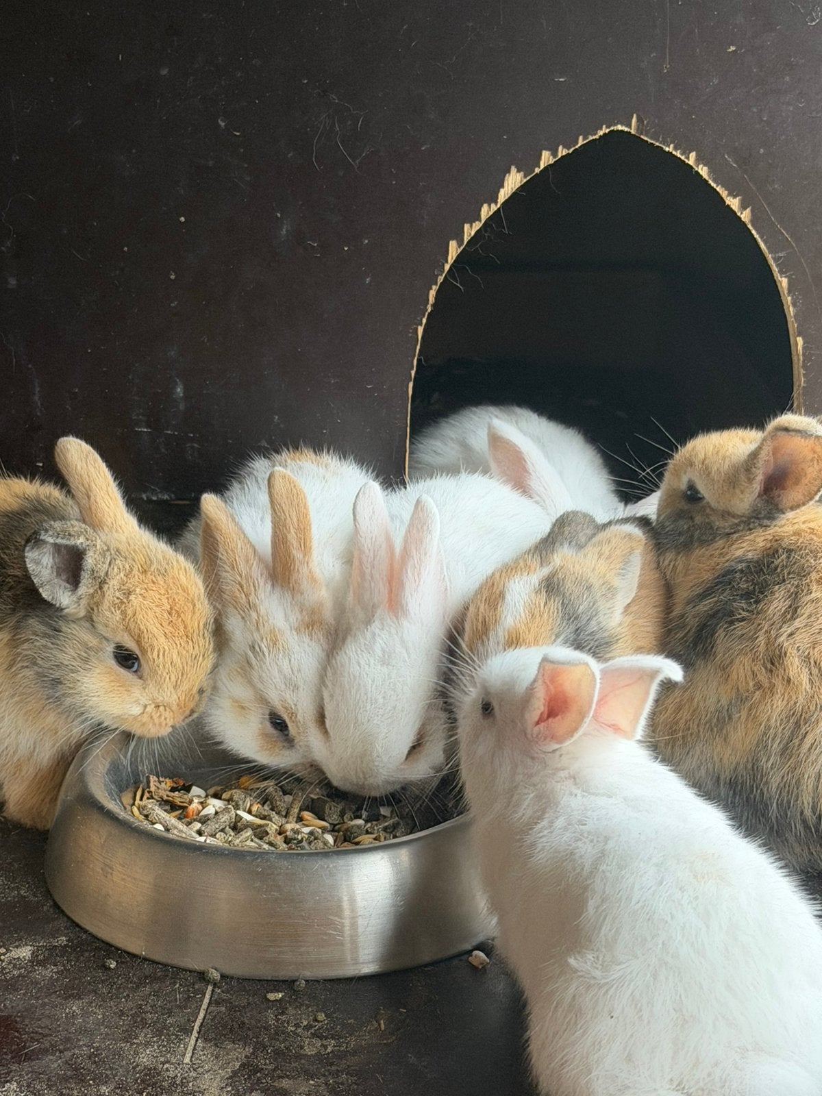 Konijn  te koop, Dieren en Toebehoren, Konijnen, Meerdere dieren, Middelgroot, Hangoor, 0 tot 2 jaar