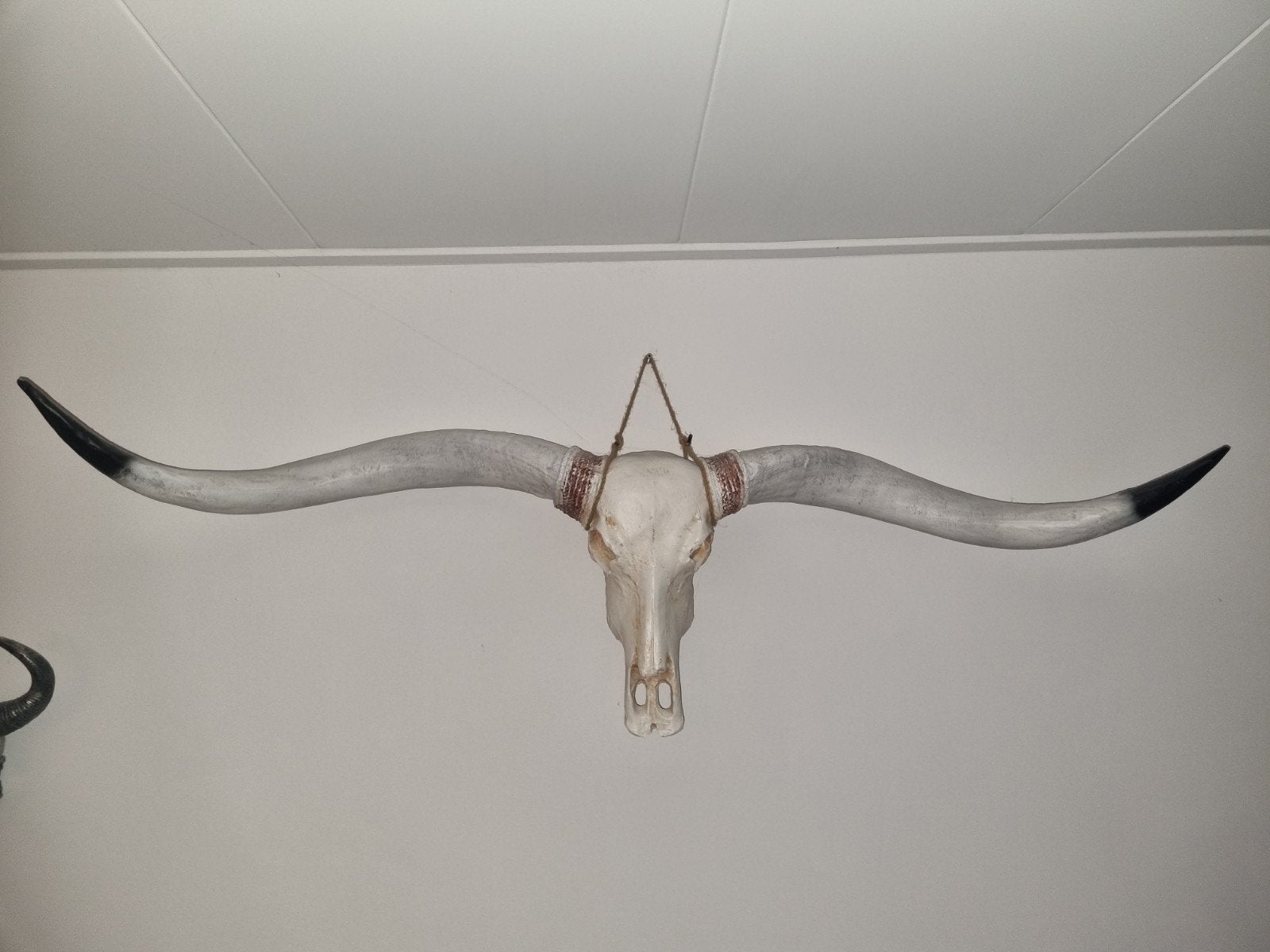 Longhorn skull schedel hoorn gewei, Ophalen of Verzenden, Hert, Gewei of Kop