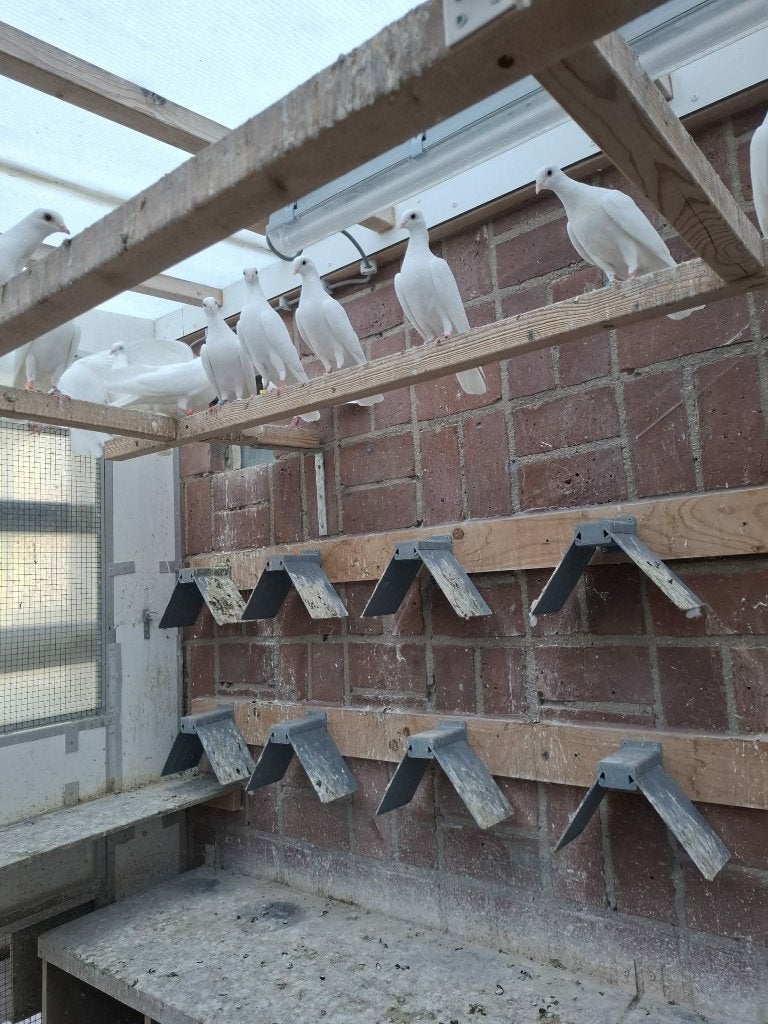 Csepeler Hoogvlieger duiven, Meerdere dieren, Tuimelaar of Roller