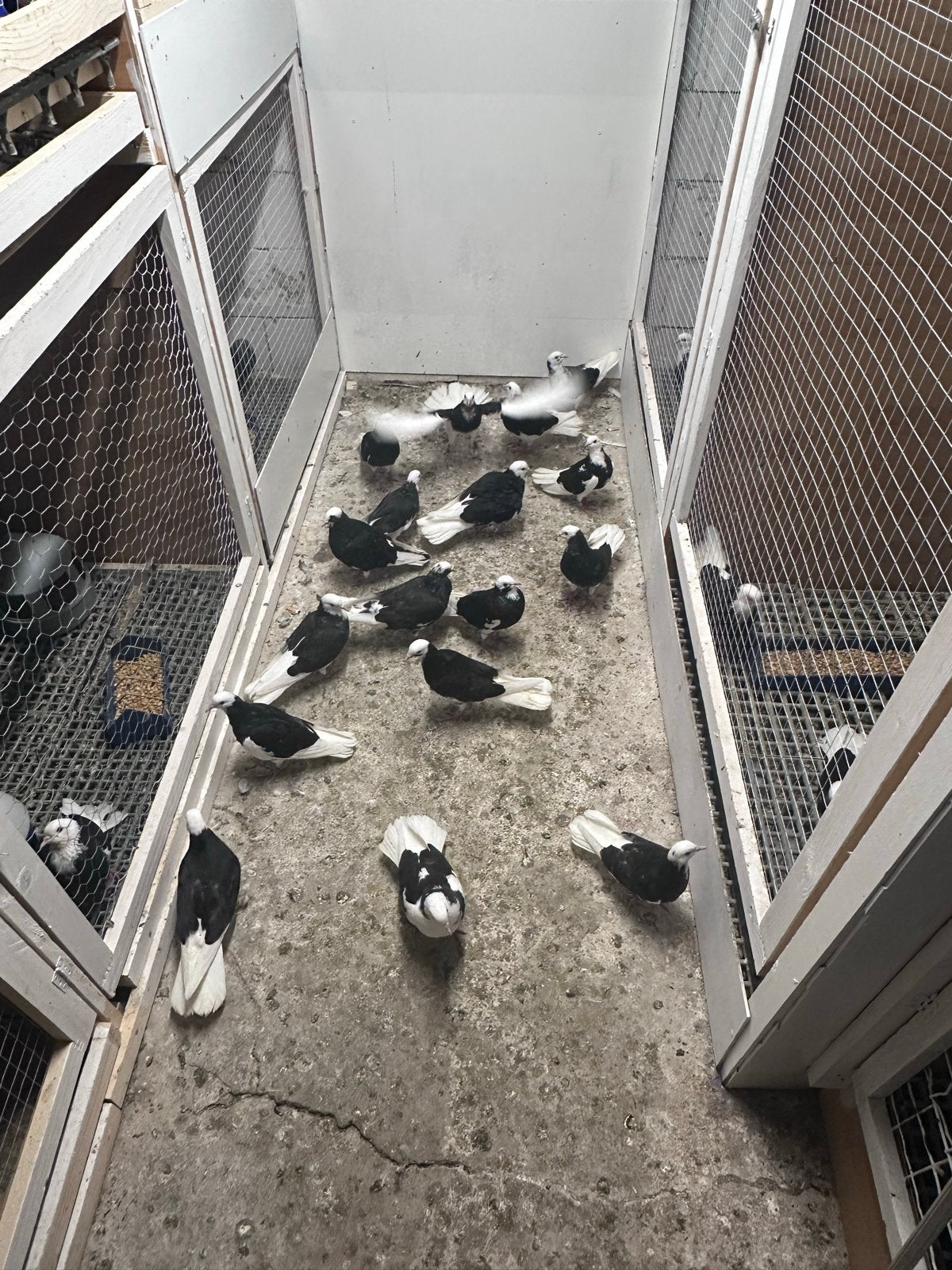 Jonge Donek Duiven, Dieren en Toebehoren