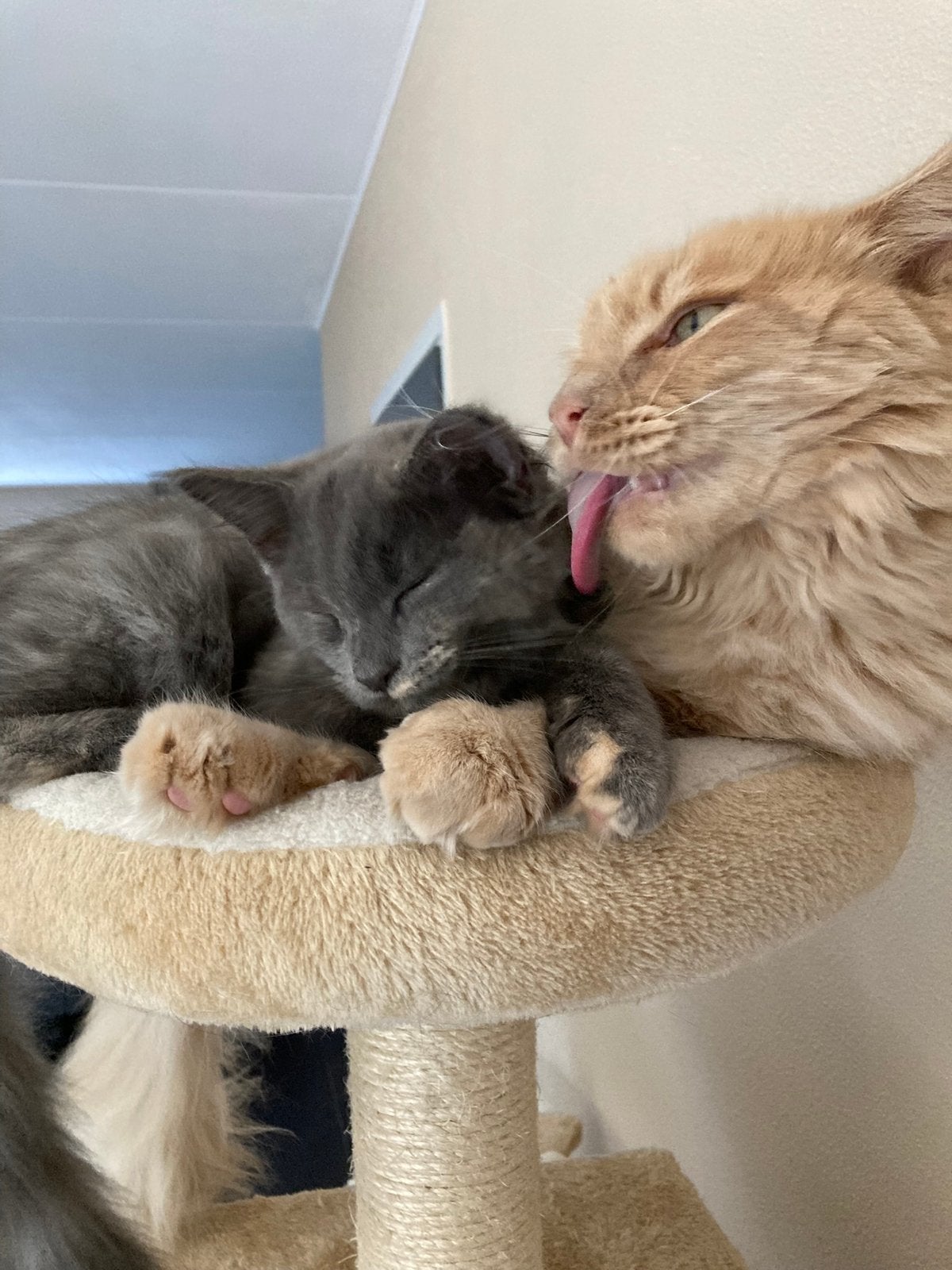 Maine coon kittens, Meerdere dieren, Gechipt