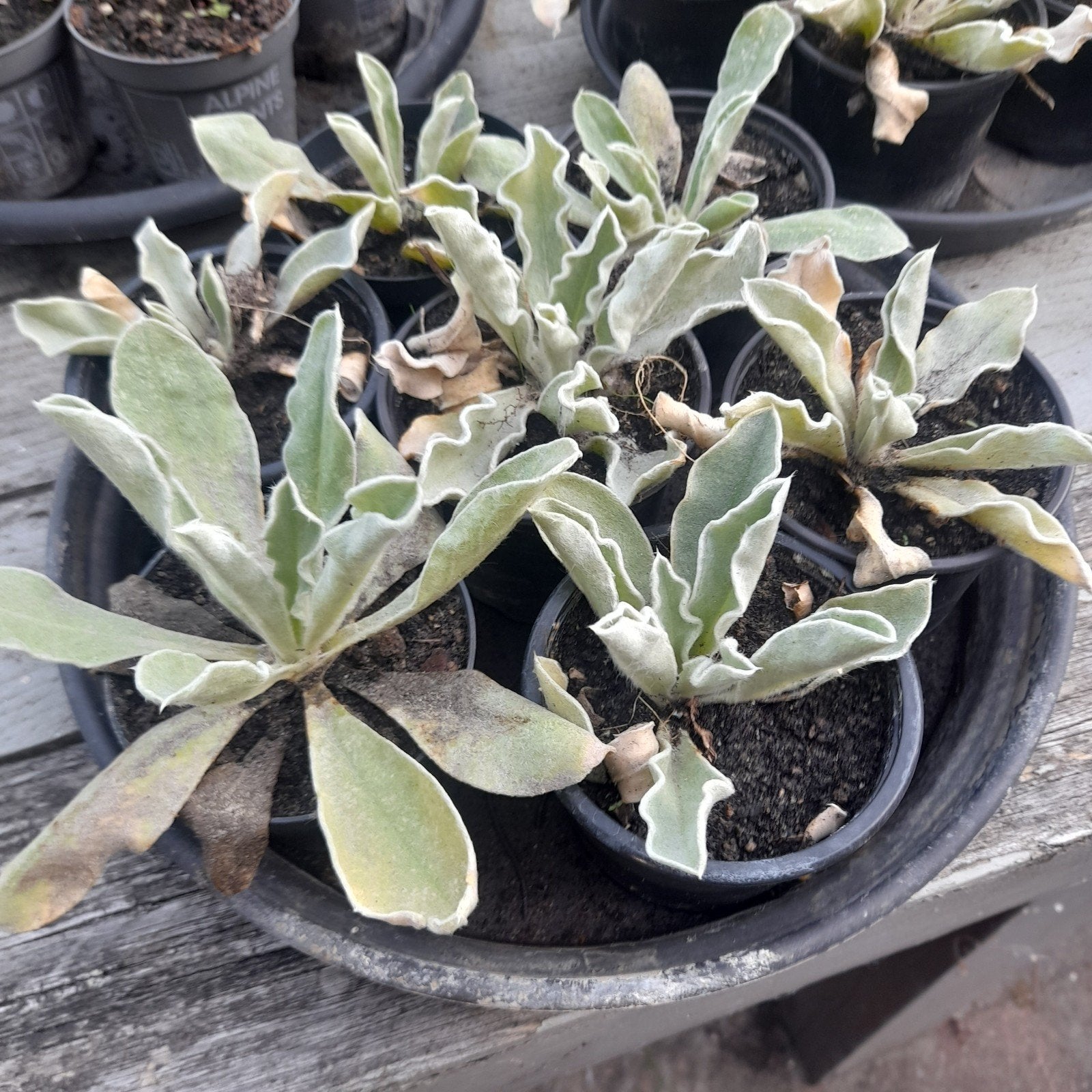prikneus stekjes, Tuin en Terras, Ophalen, Overige soorten, Volle zon