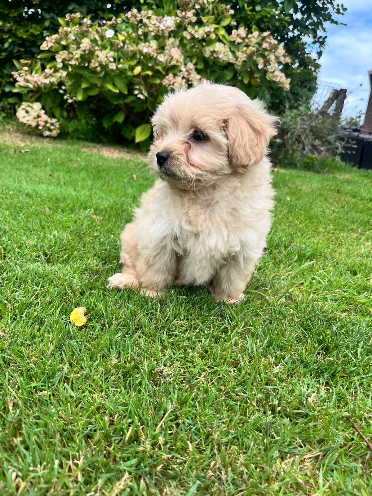 Schitterende Maltipoo pups F1., Poedel, Parvo, 8 tot 15 weken, Meerdere