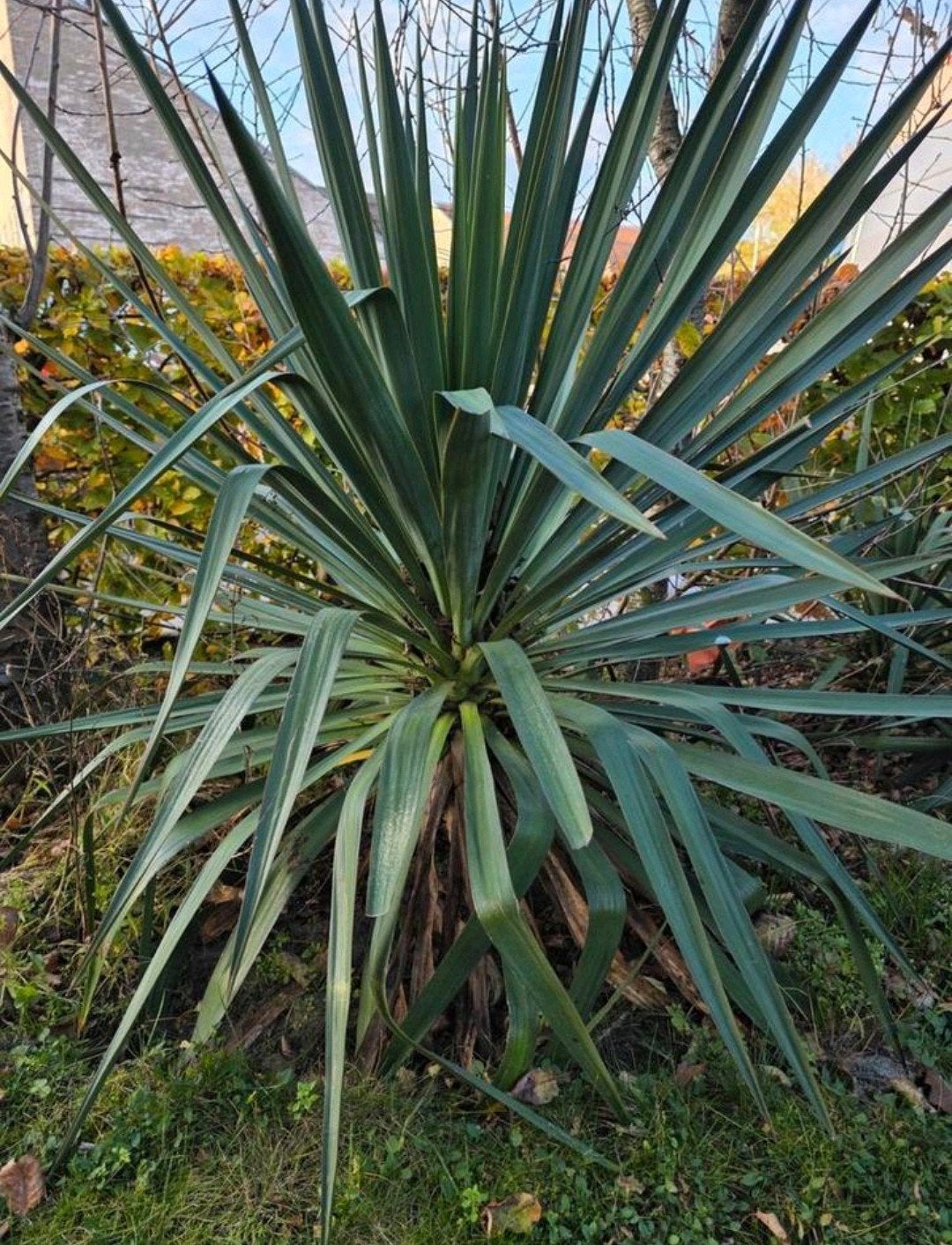 Yucca yuccas, TEAB, Ophalen, Volle zon, Knol