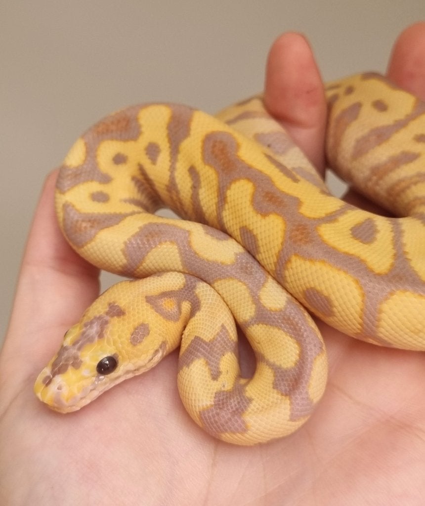 1.0 banana spotnose od clown koningspython Ball Python photo 2