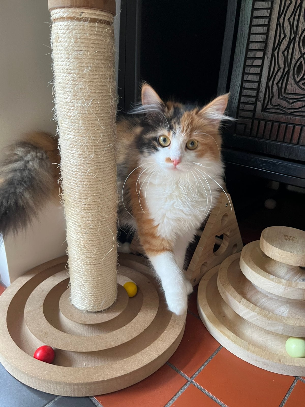 Maine coon kitten poesje, Poes, Ingeënt
