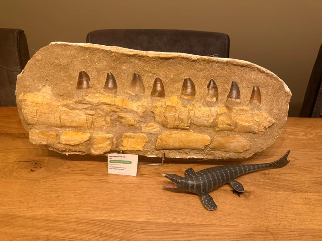 Mosasaurus kaak in matrix, Ophalen of Verzenden, Fossiel