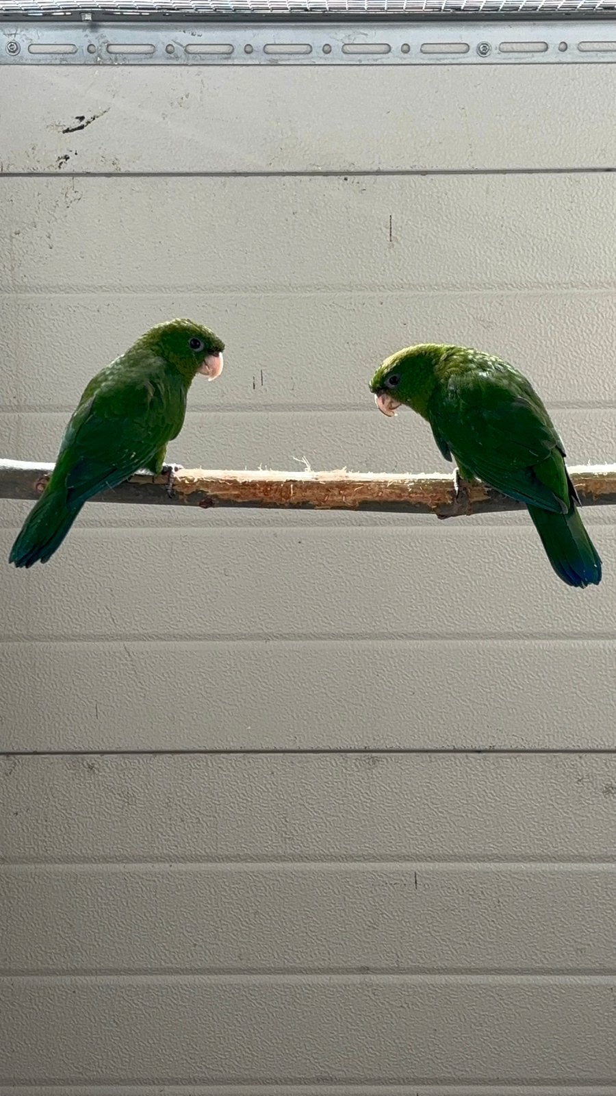 0-2 Blauwbuiken, Dieren en Toebehoren, Vogels | Parkieten en Papegaaien, Meerdere dieren, Papegaai, Geringd