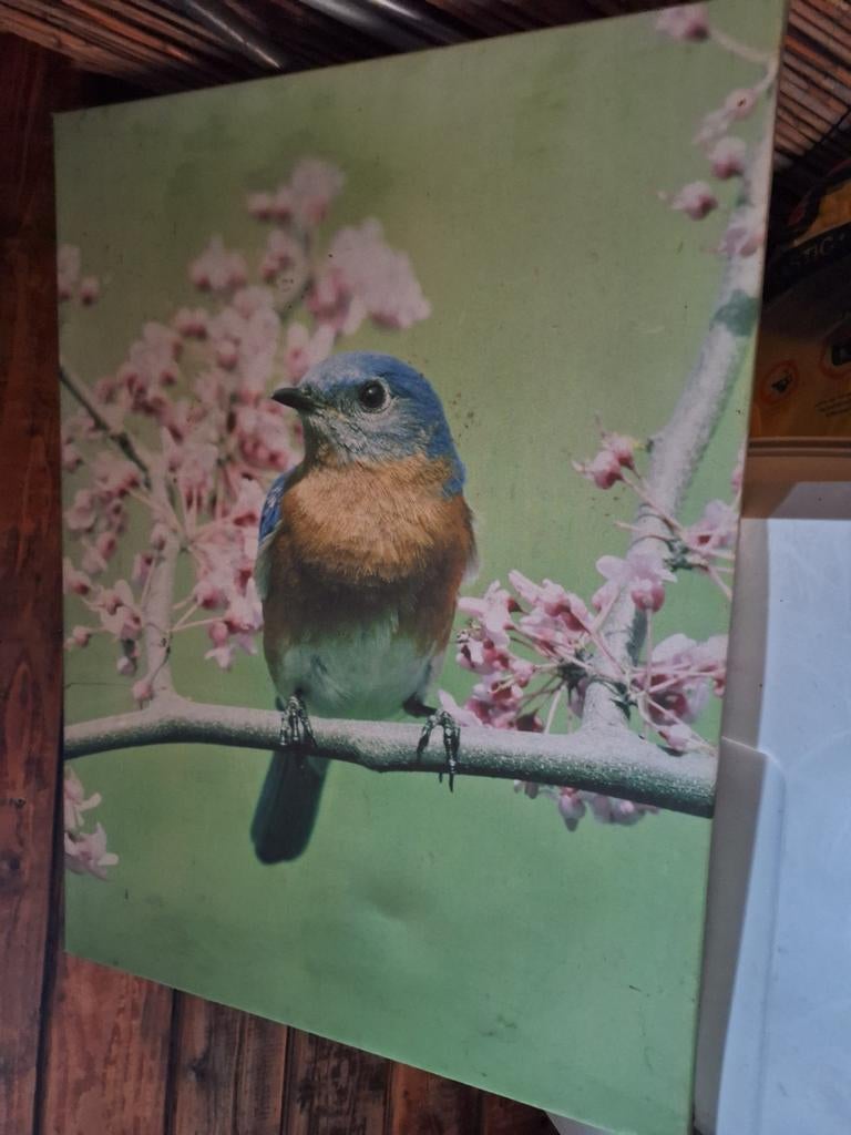 Prent schilderij canvas vogel  bluebird, Ophalen, Schilderij