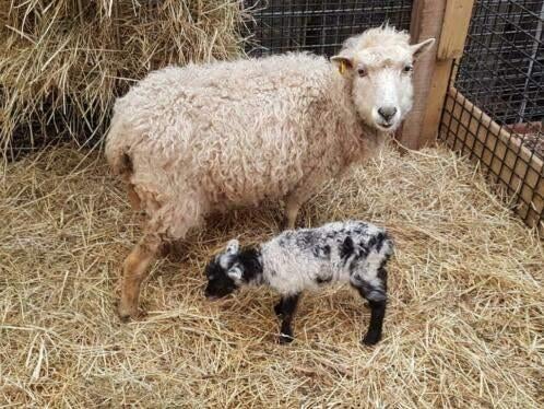 Jonge Ouessant schaap ooien | Verschillende kleuren, Dieren en Toebehoren, Vrouwelijk, Schaap, 0 tot 2 jaar