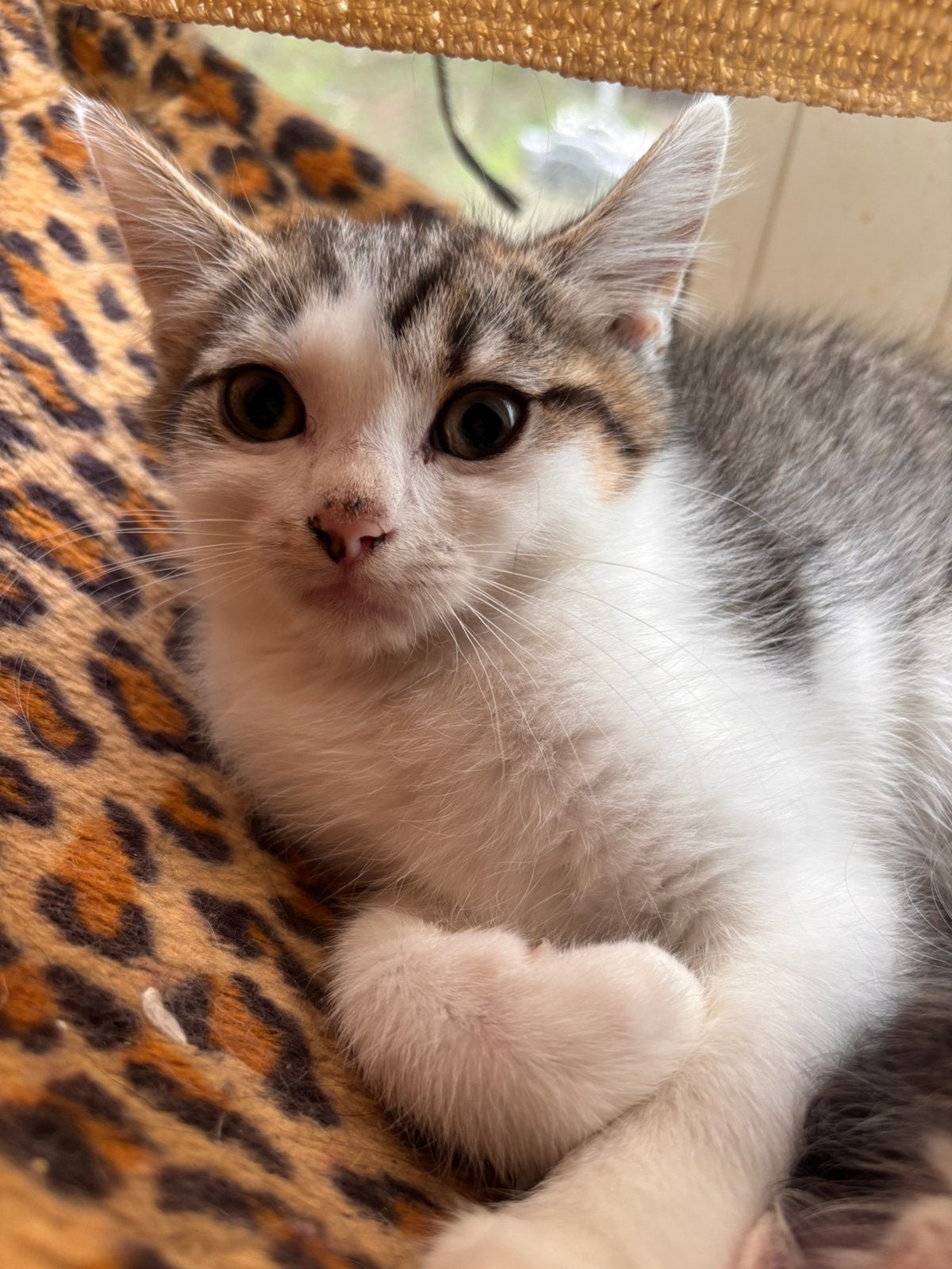 Half Britse korthaar kitten (kater), Kater, Kortharig, 0 tot 2 jaar