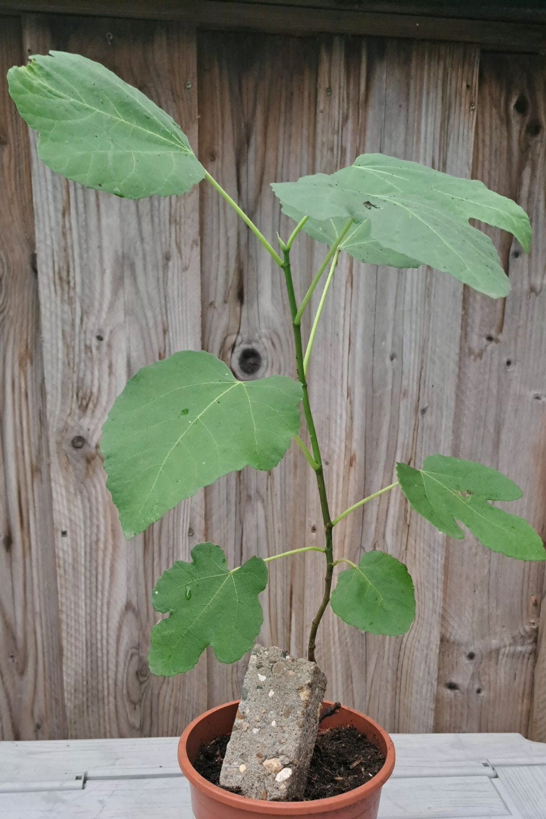 Vijgenstek - Jonge Vijgenplant voor uw tuin, Volle zon, Vaste plant, Ophalen of Verzenden, Zomer