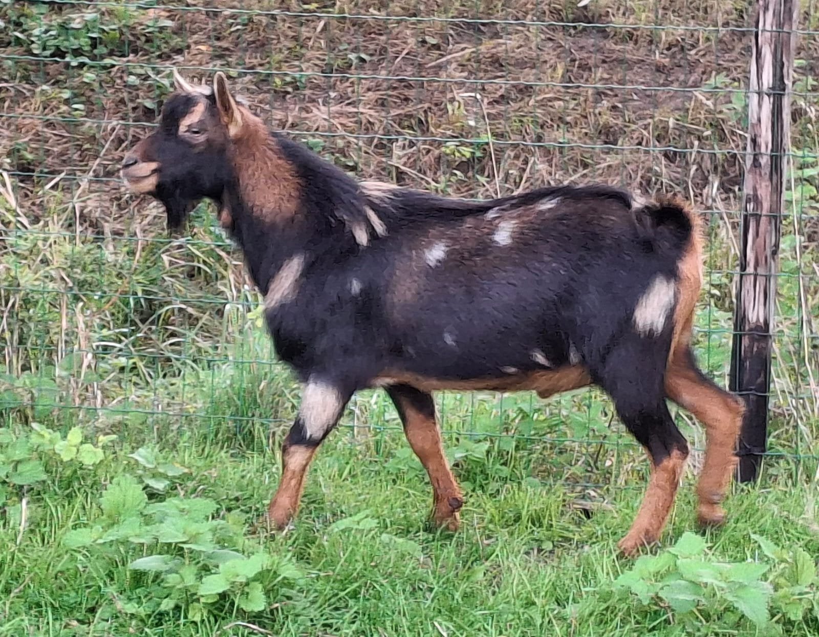 Super mooie maanvlek hoornloze Dwerggeiten bokjes, Dieren en Toebehoren, Mannelijk, Geit