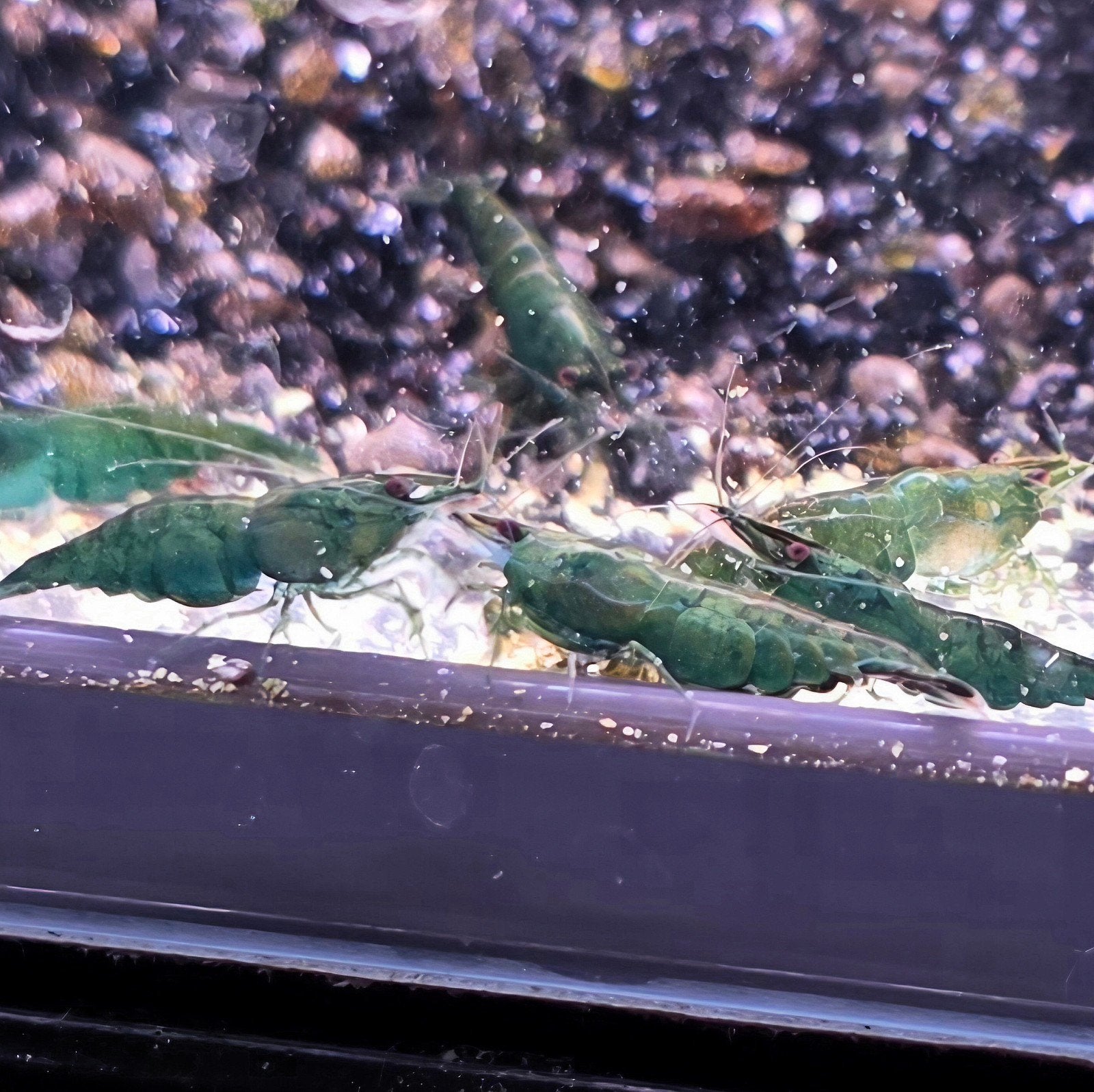 Neocaridina Green Jade garnalen kopen bij Shrimporium