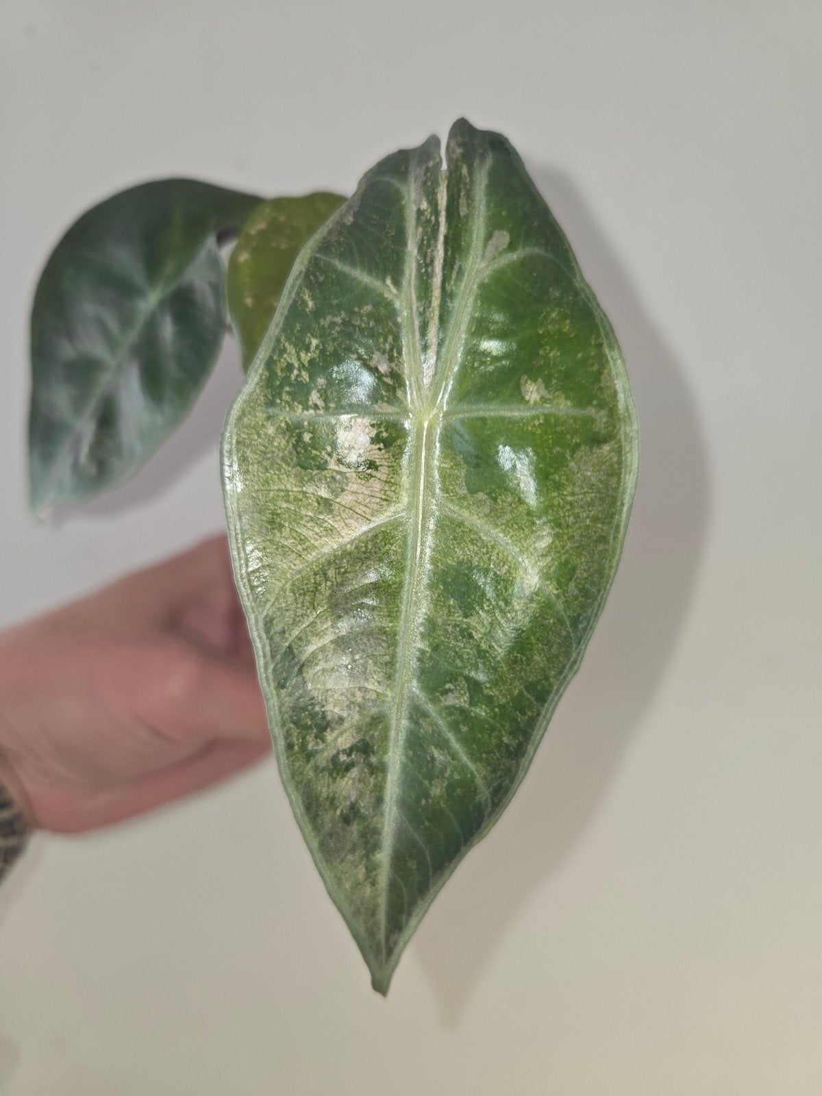 Alocasia Pink Dragon Silver Dust Corms, Ophalen of Verzenden, Gehele jaar, Halfschaduw, Bloembol