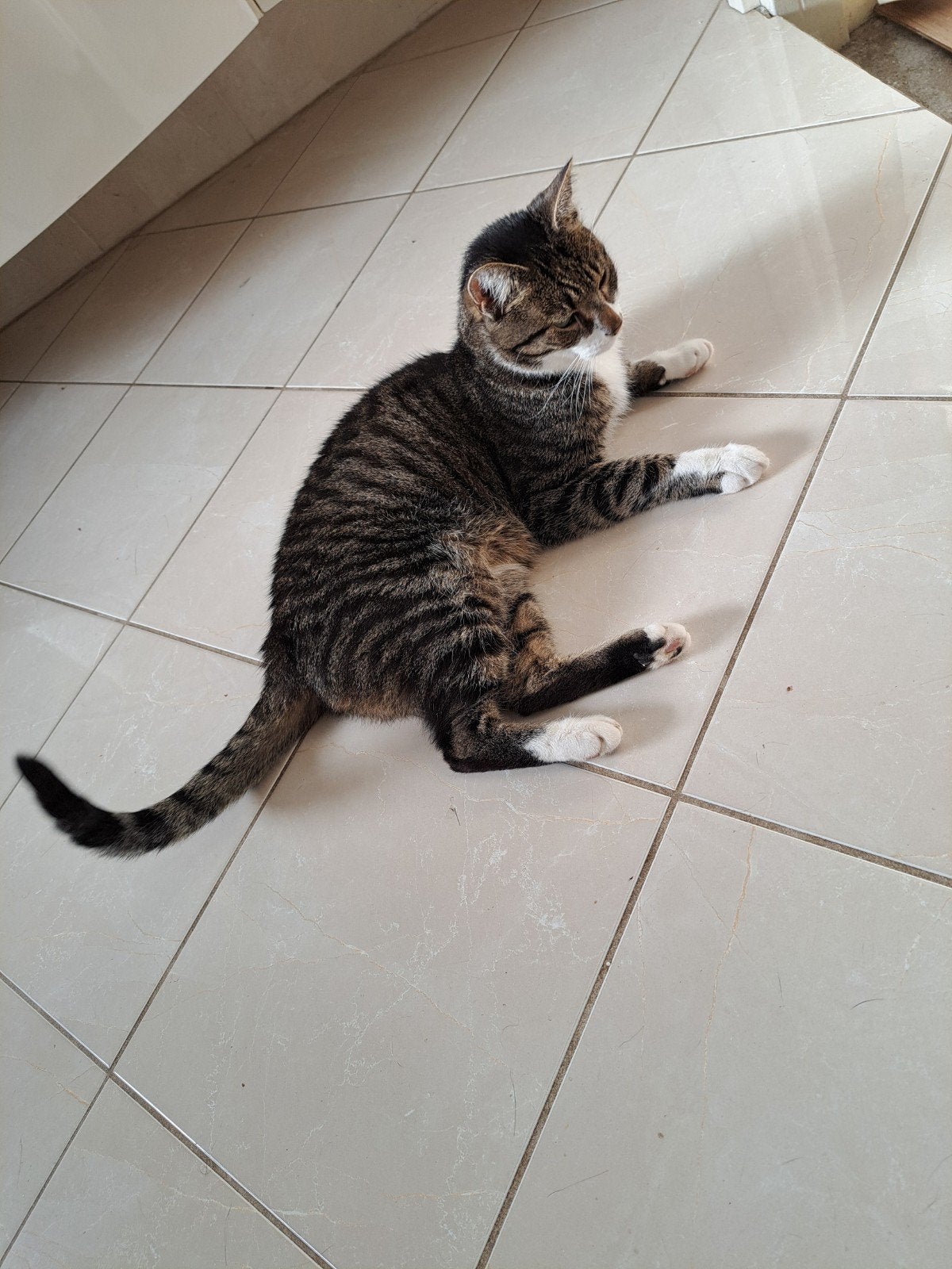 We zoeken goed te huis voor 2 mooie katten, Dieren en Toebehoren, Meerdere dieren, 3 tot 5 jaar
