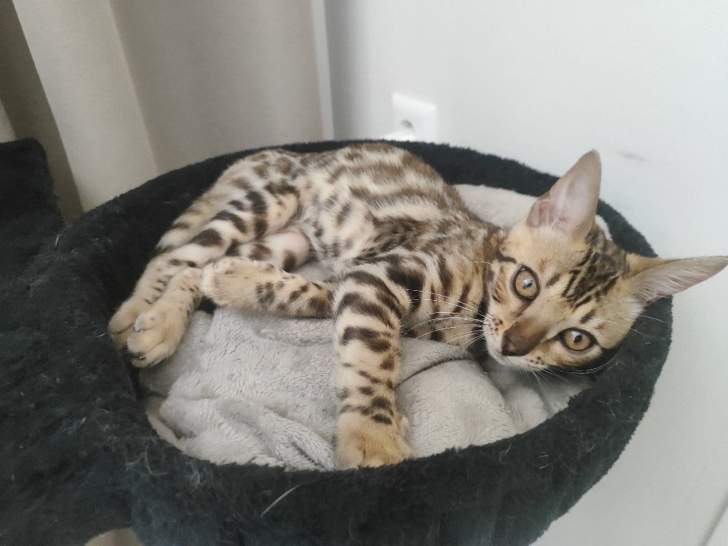 Bengaals kitten (kater), Dieren en Toebehoren, Katten en Kittens | Raskatten | Korthaar, Kater, Met stamboom, 0 tot 2 jaar