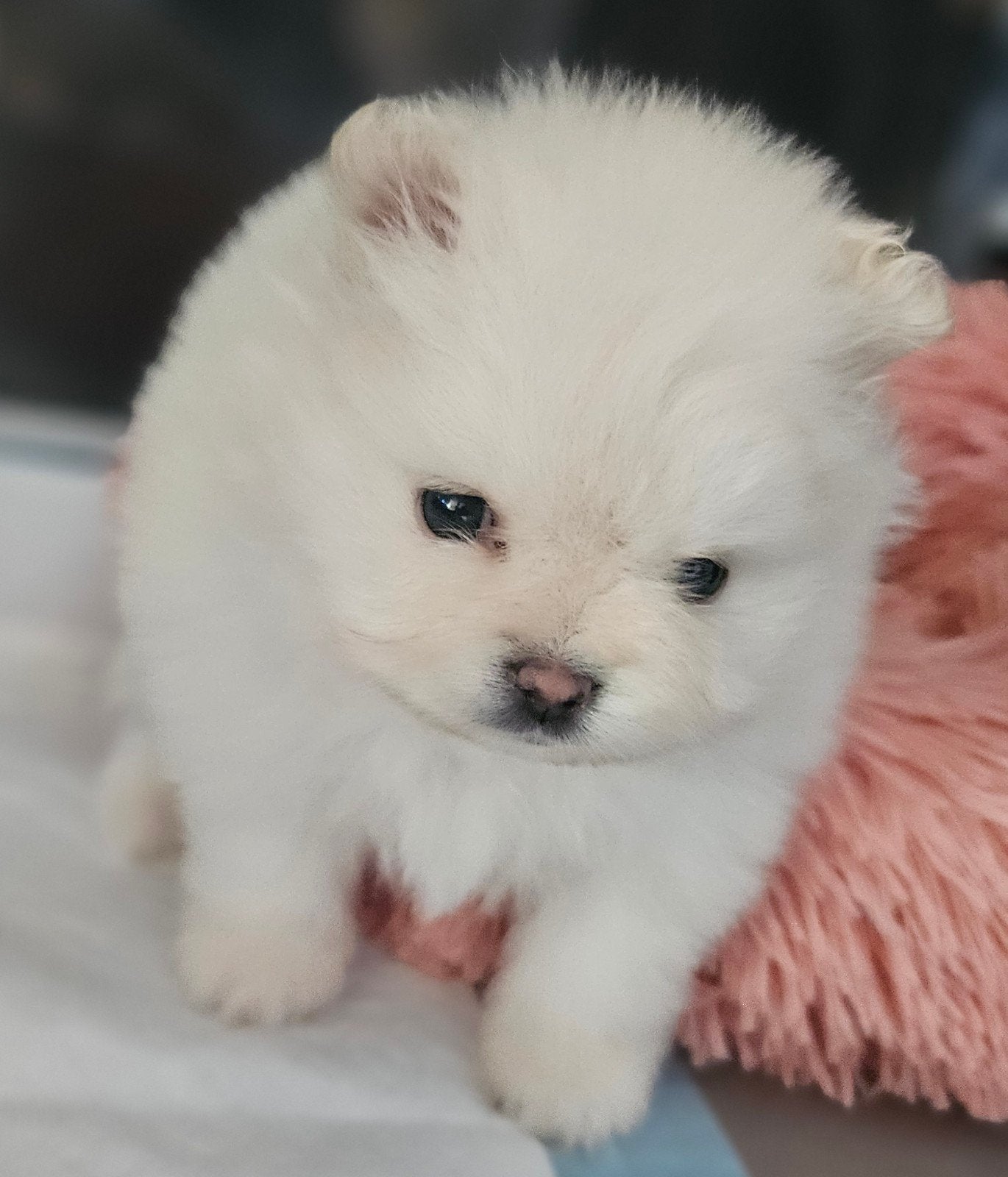 Mooie pomeriaan pup teefje, Dieren en Toebehoren, Overige rassen, 8 tot 15 weken, Teef, Parvo
