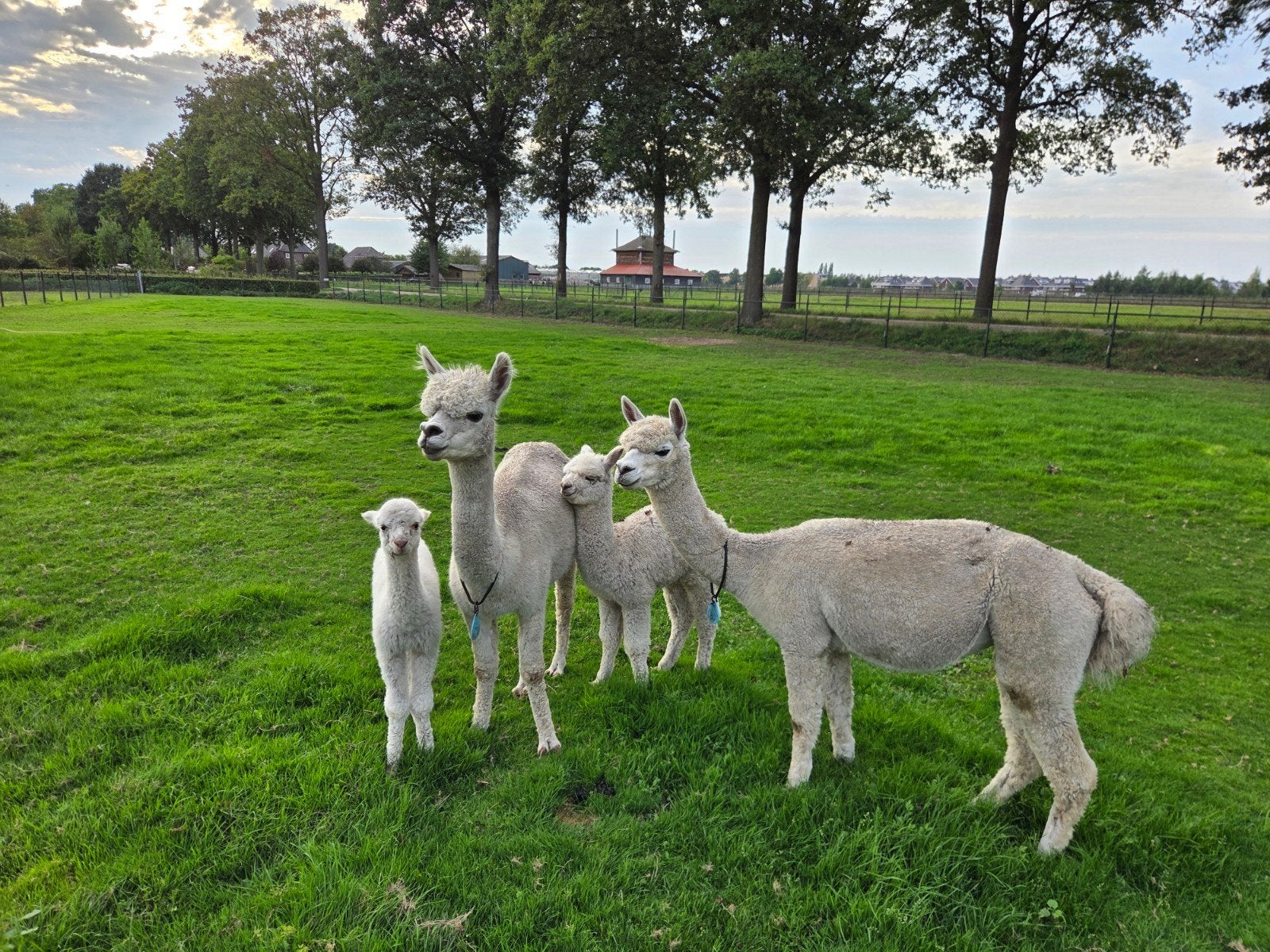Foto 2 van alpaca  merrie,s met veulens aan de voet.