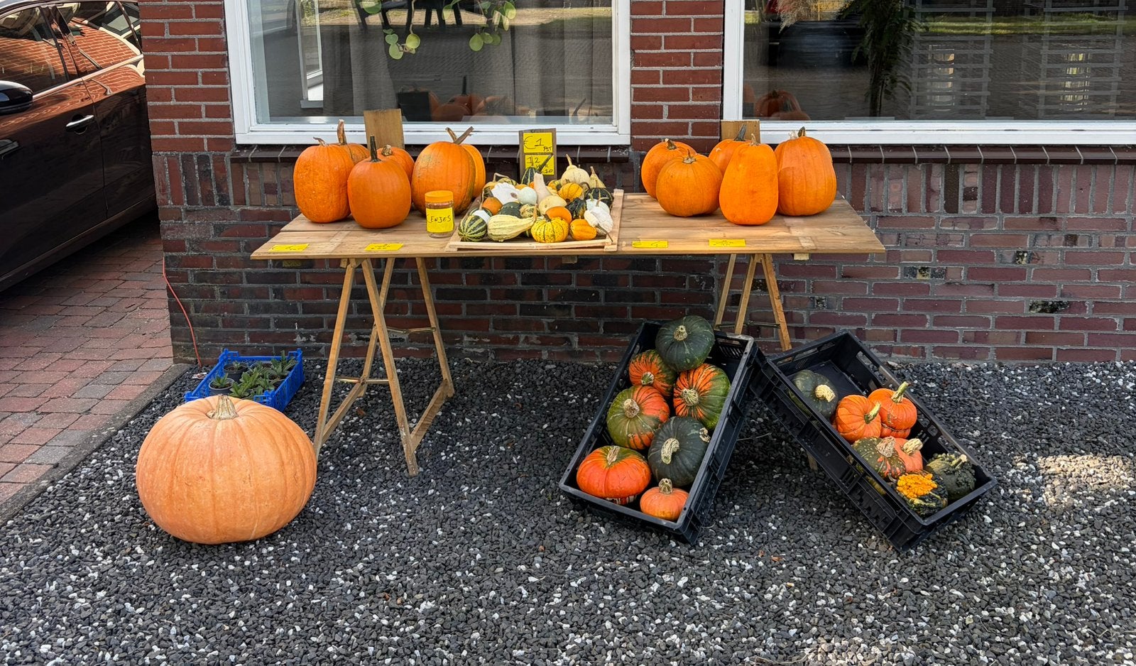 pompoenen en kalebassen, Tuin en Terras, Volle zon, Groenteplanten, Eenjarig, Ophalen of Verzenden