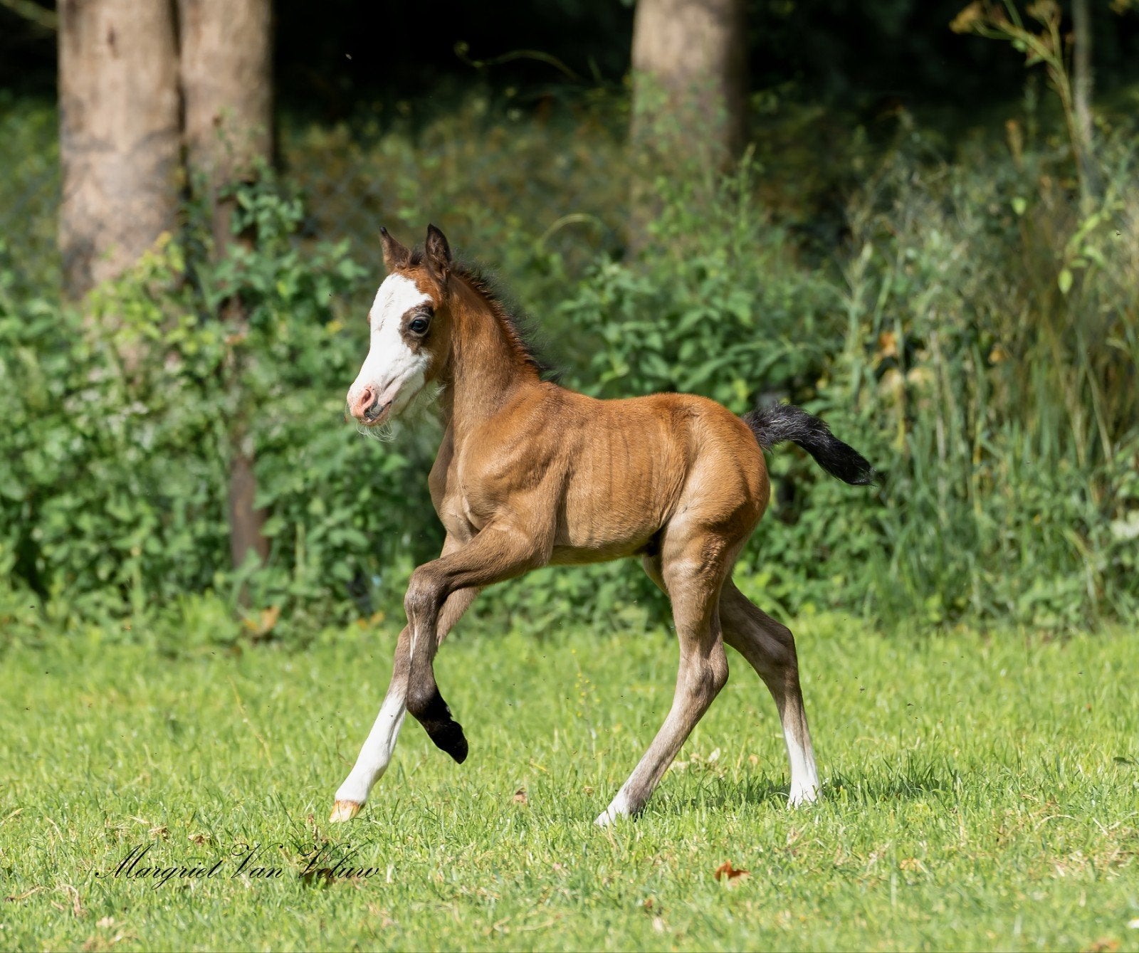 Welsh A hengst veulen met goede afstammeling!, Dieren en Toebehoren, Hengst, B pony (1.17m tot 1.27m), Met stamboom, 0 tot 2 jaar