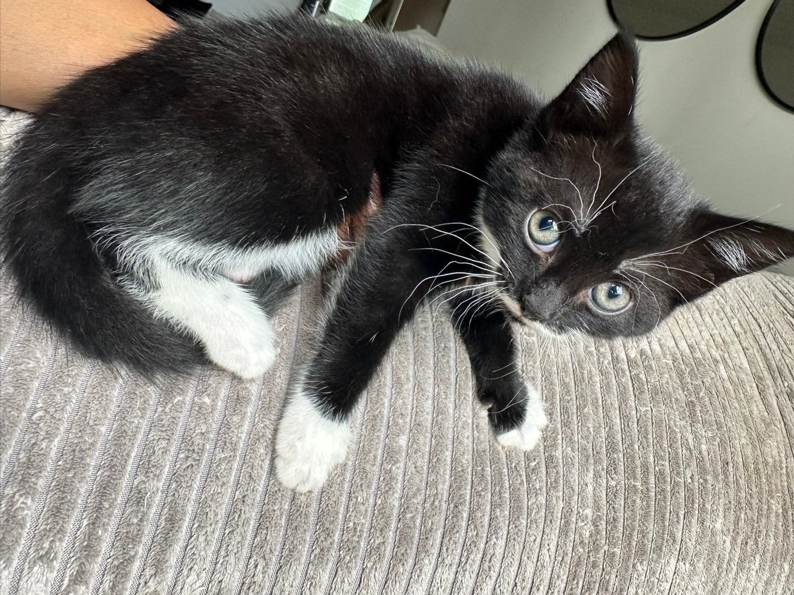Lieve kittens te koop, Meerdere dieren