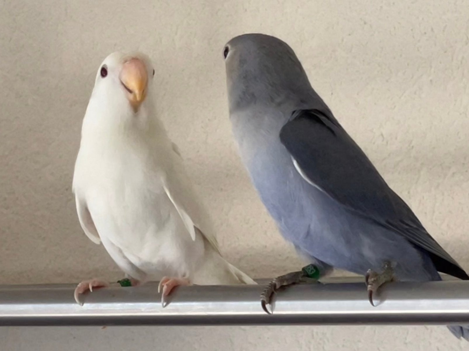 Lieve Agapornis Dwergpapegaai Lovebird Handtam, Dieren en Toebehoren, Vogels | Parkieten en Papegaaien, Meerdere dieren, Dwergpapegaai of Agapornis