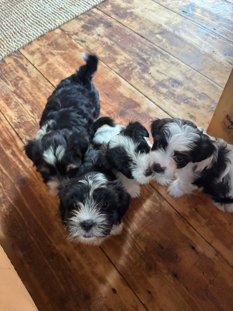 Malthezer pups te koop, Parvo, 8 tot 15 weken, Meerdere, Meerdere dieren