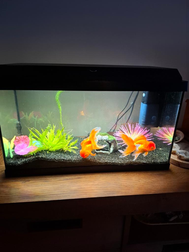 Juwel aquarium 60 liter, Ophalen, Verwarming, Leeg aquarium, Juwel