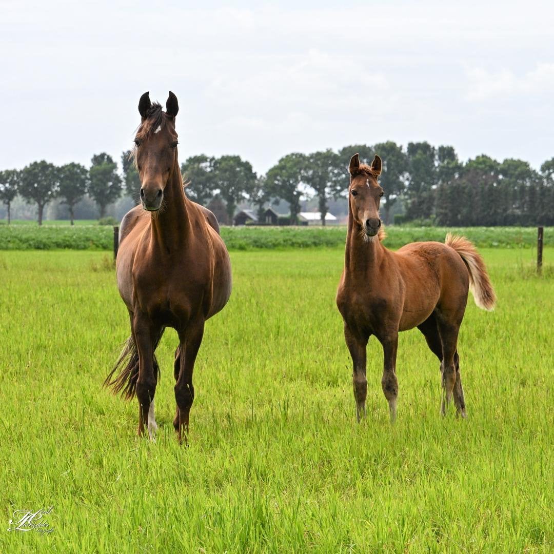 Luxe tuigpaard merrieveulen, Dieren en Toebehoren, Paarden, Merrie, Minder dan 160 cm, Tuigpaard, 0 tot 2 jaar