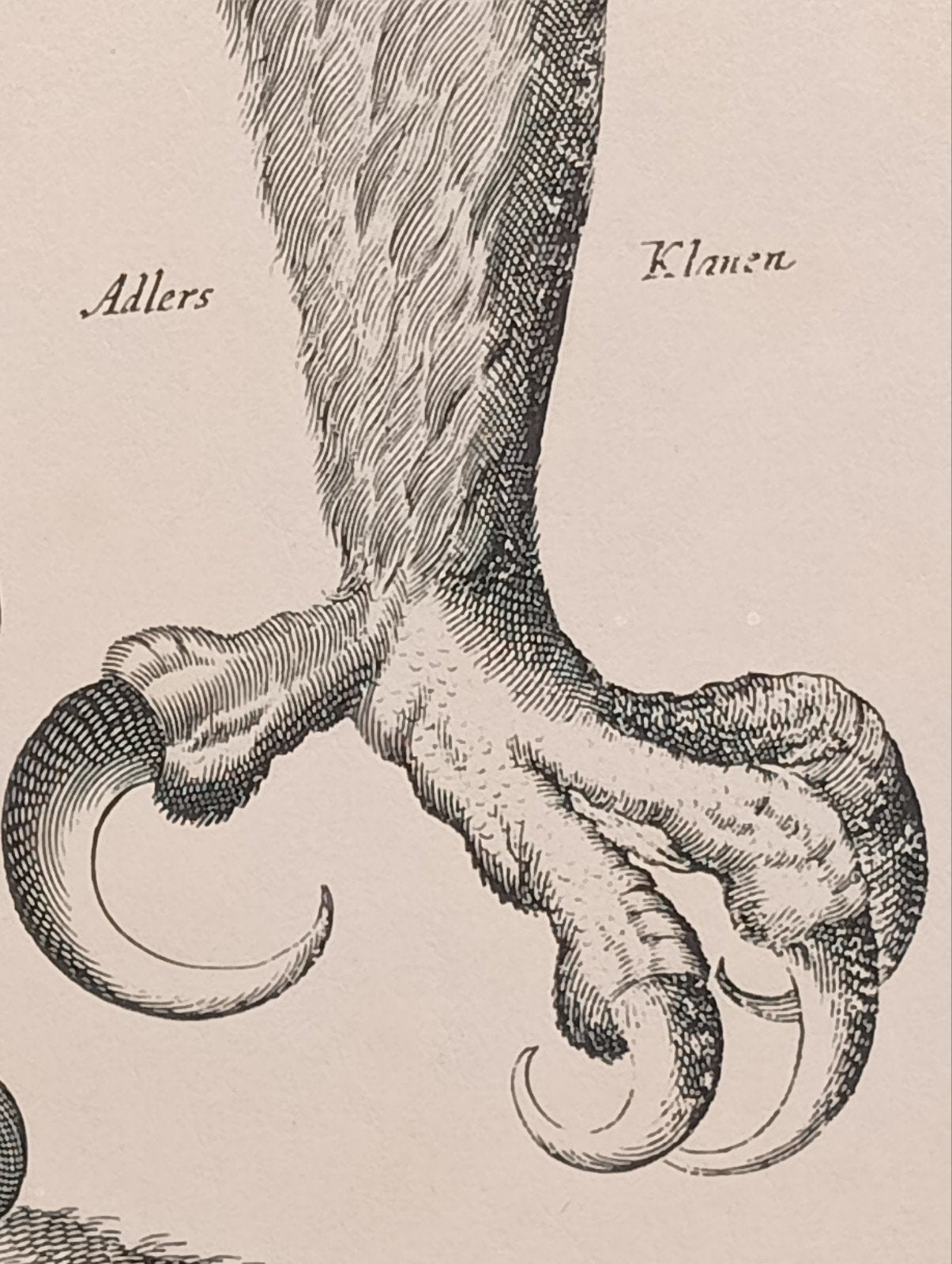 Arend lithografie, Ophalen of Verzenden