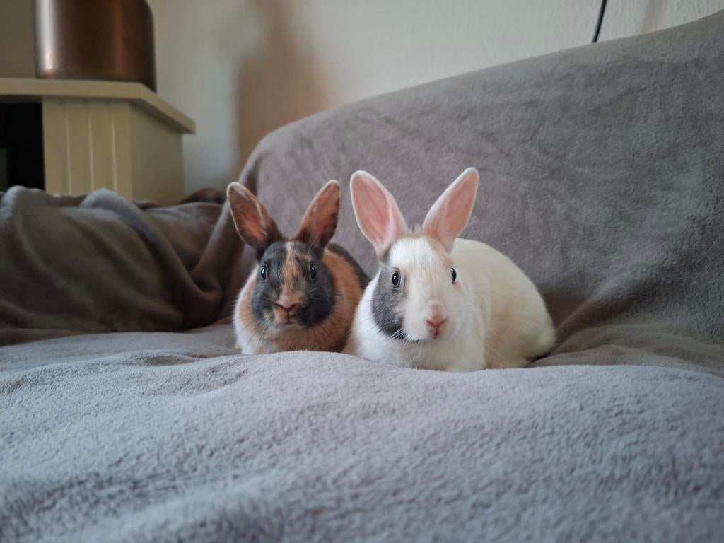 2 lieve driekleur dwergkonijntjes, Dieren en Toebehoren, Konijnen, Mannelijk, Dwerg, 0 tot 2 jaar