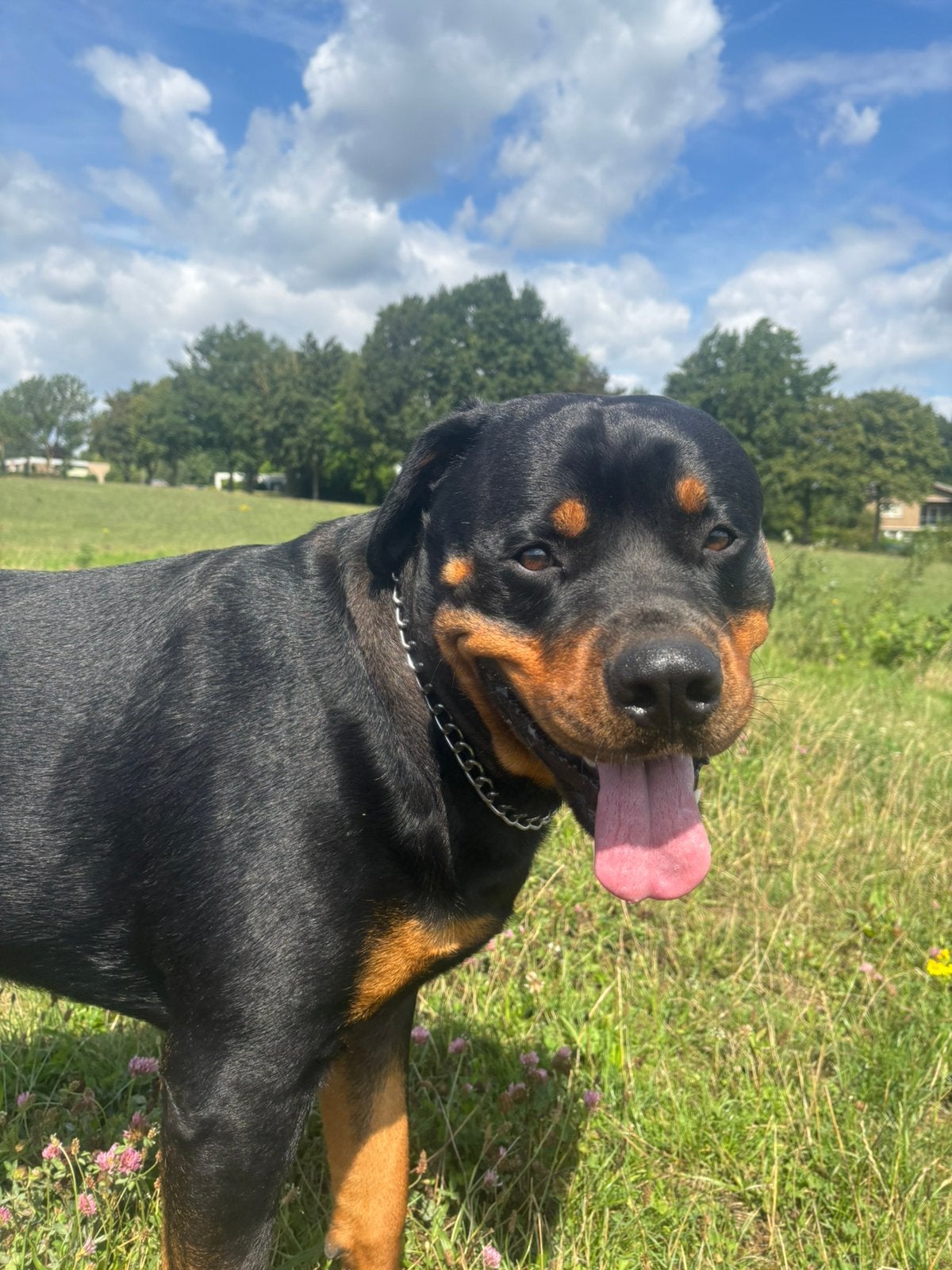 Rotweiller reu, Reu, 1 tot 2 jaar, Eén hond, Nederland