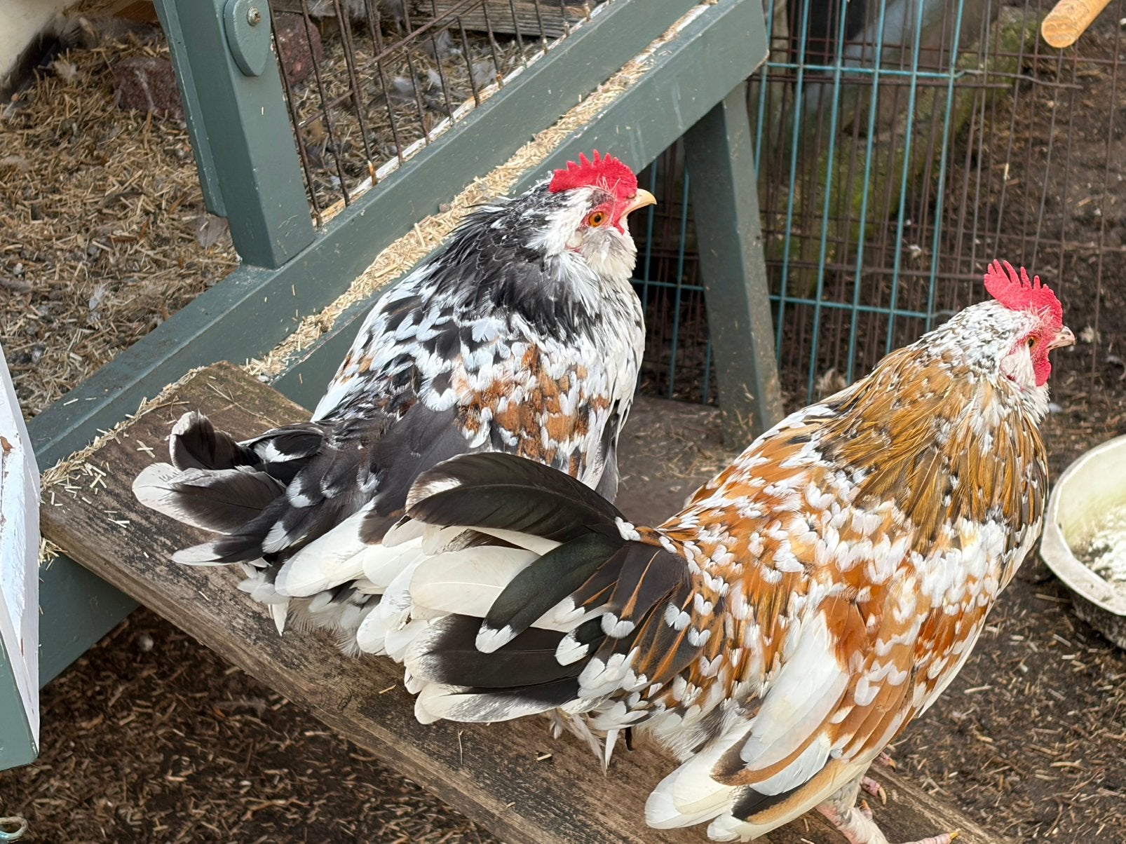 Ukkelse baardkriel kuikens haan, Dieren en Toebehoren, Mannelijk, Kip