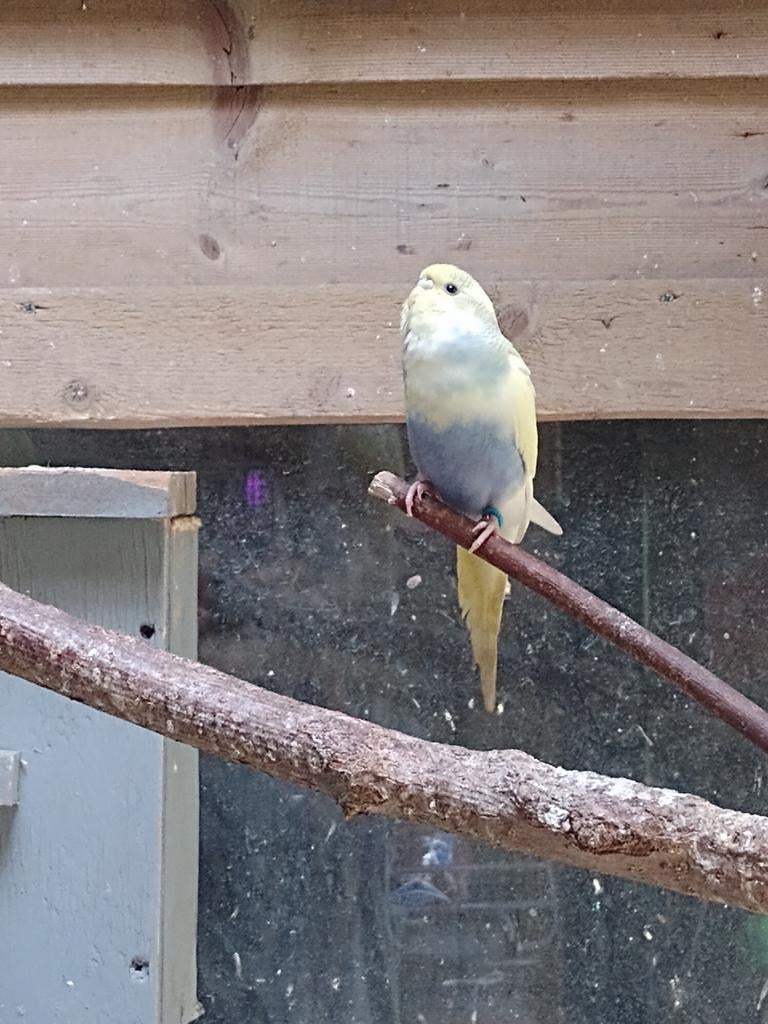 Parkieten, Dieren en Toebehoren, Vogels | Parkieten en Papegaaien, Meerdere dieren, Parkiet, Tam