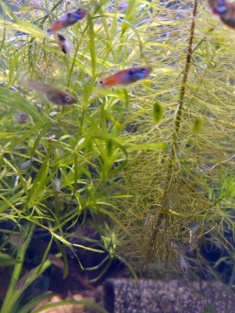 Guppen, Dieren en Toebehoren, Vissen | Aquaria en Toebehoren, Ophalen