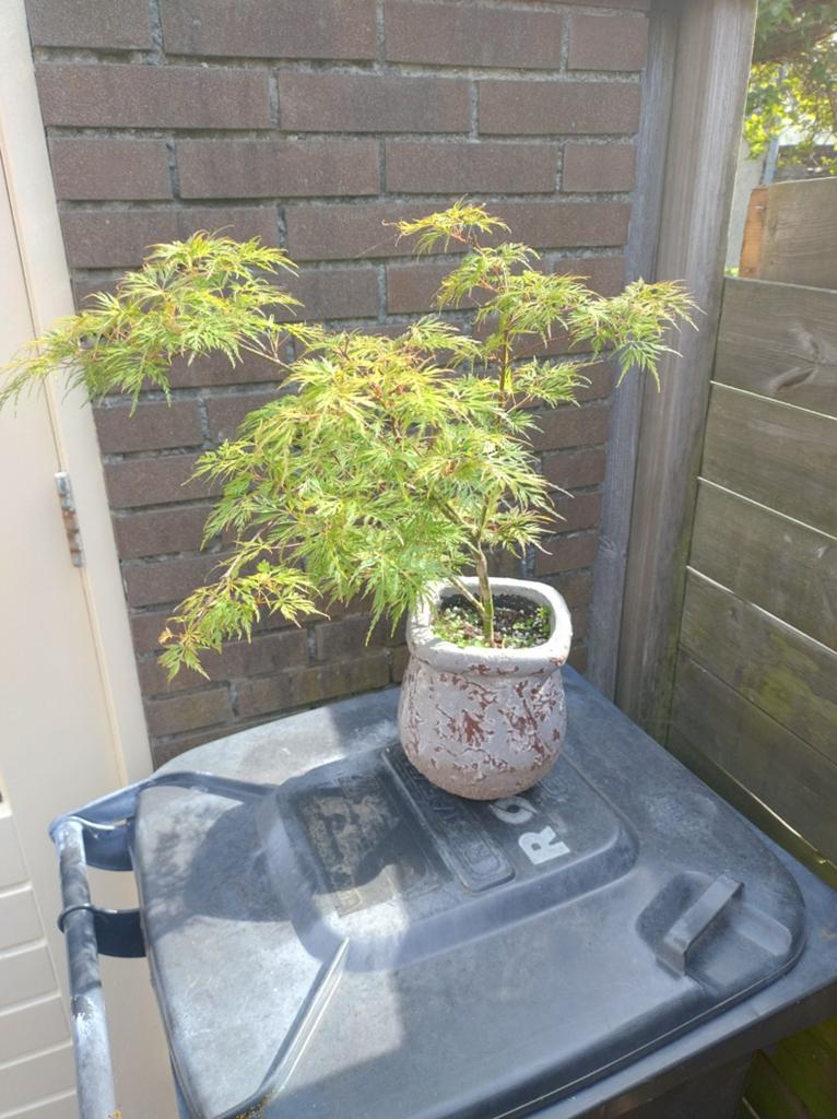 Acer palmatum disectum bonsai, Bloeit niet, Halfschaduw, Minder dan 100 cm, Overige soorten