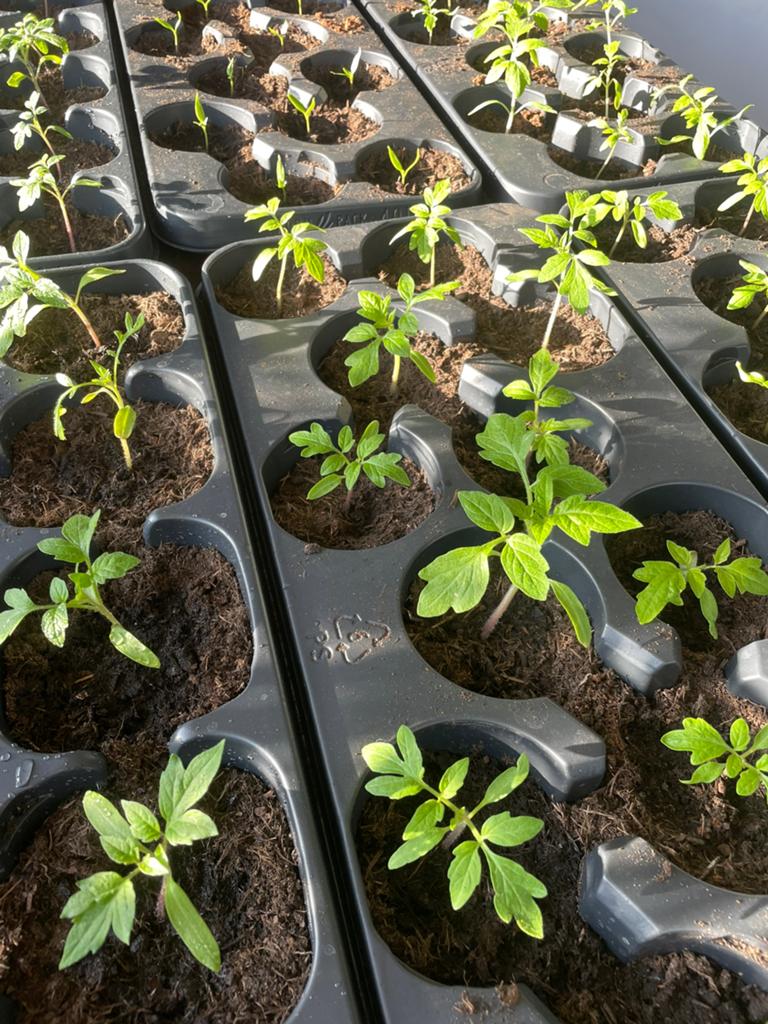 Moestuin starters: Tomaten Paprikaplantjes, Per stuk of tray, Tuin en Terras, Planten | Tuinplanten, Ophalen, Volle zon, Groenteplanten