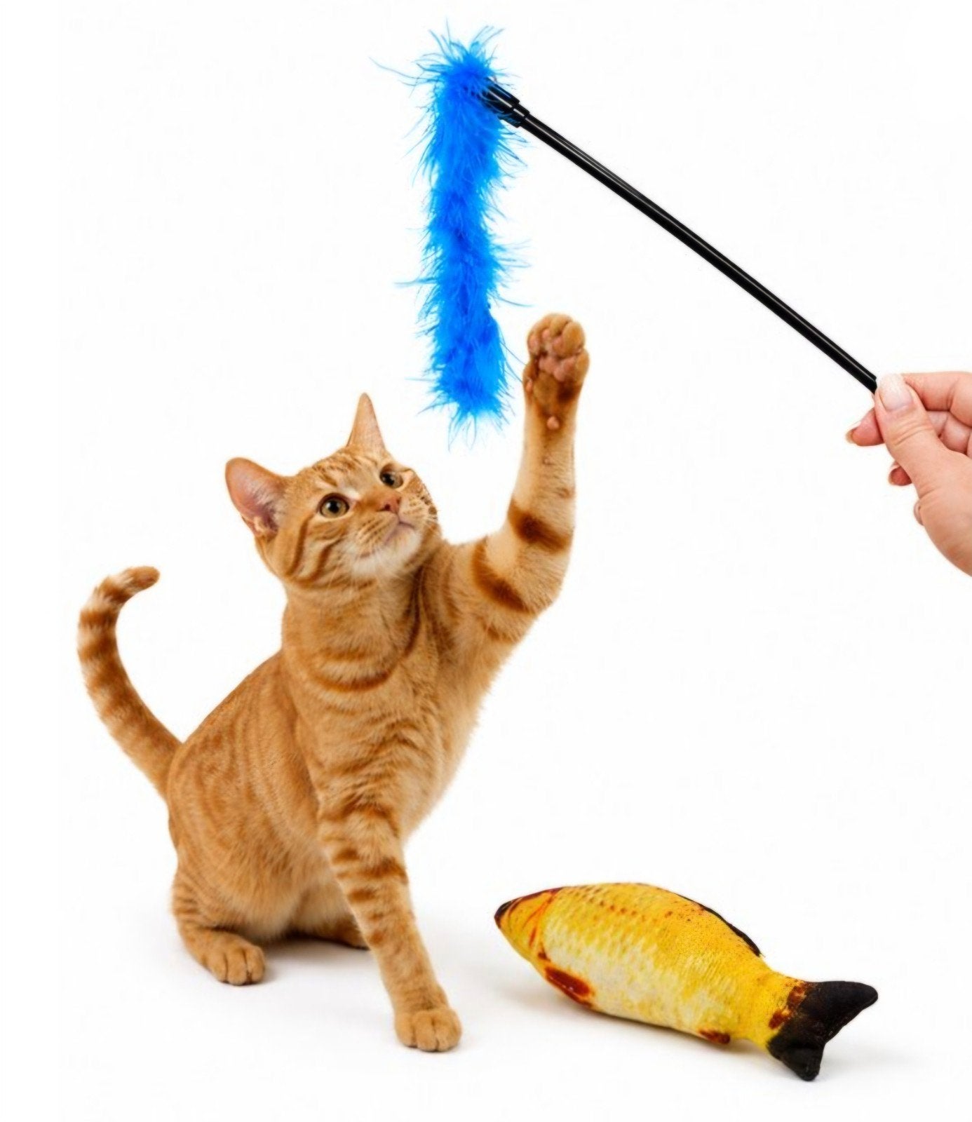 gevraagd spullen voor kittens of katten, Dieren en Toebehoren, Ophalen of Verzenden, Speelhengel