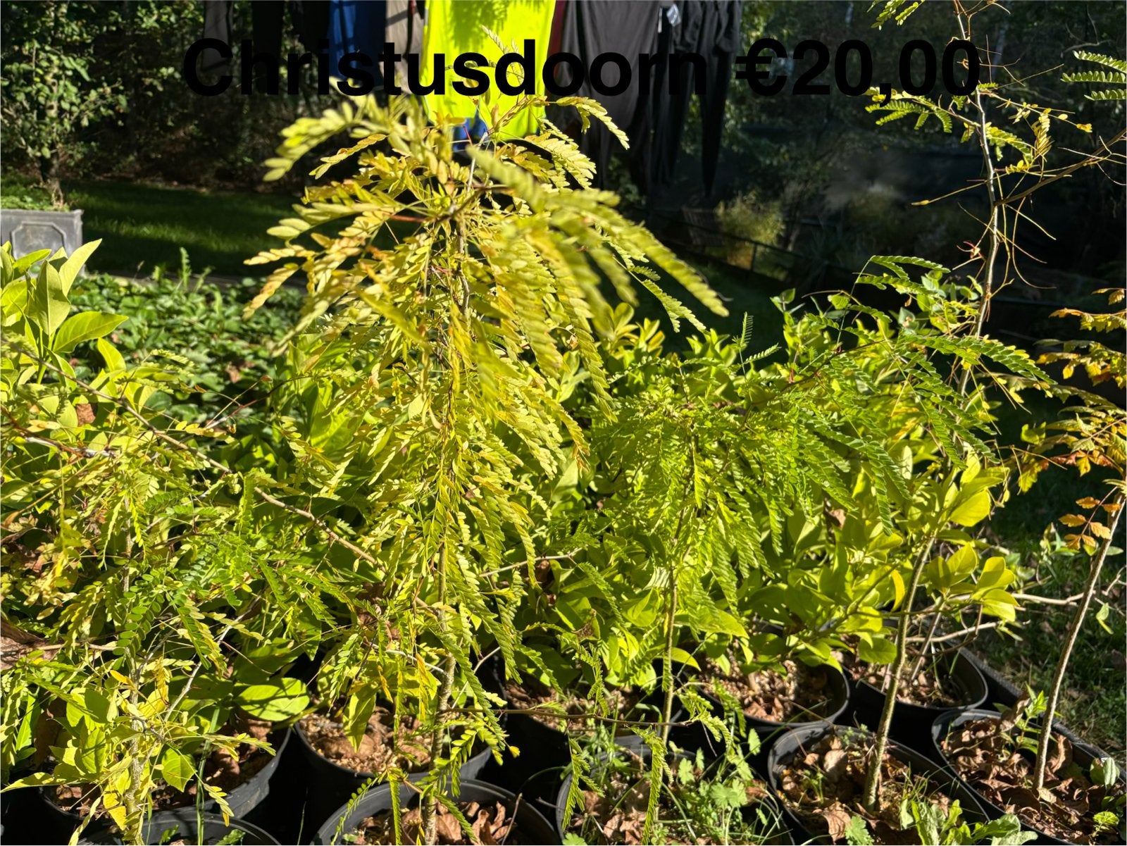 Christusdoorn planten in pot, Bloeit niet, Overige soorten, 100 tot 250 cm, Ophalen