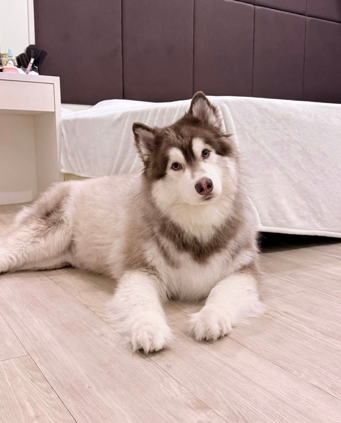 Op zoek naar een adoptiegezin en sponsor, Dieren en Toebehoren, Honden | Poolhonden, Keeshonden en Oertypen, 6 jaar of ouder, Particulier