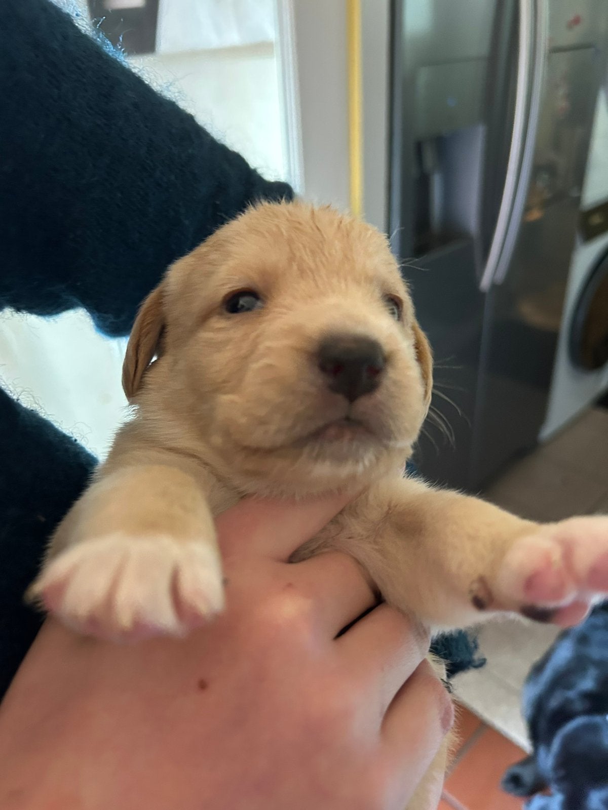 Labrador pups, 8 tot 15 weken, Labrador retriever, Meerdere, Meerdere dieren