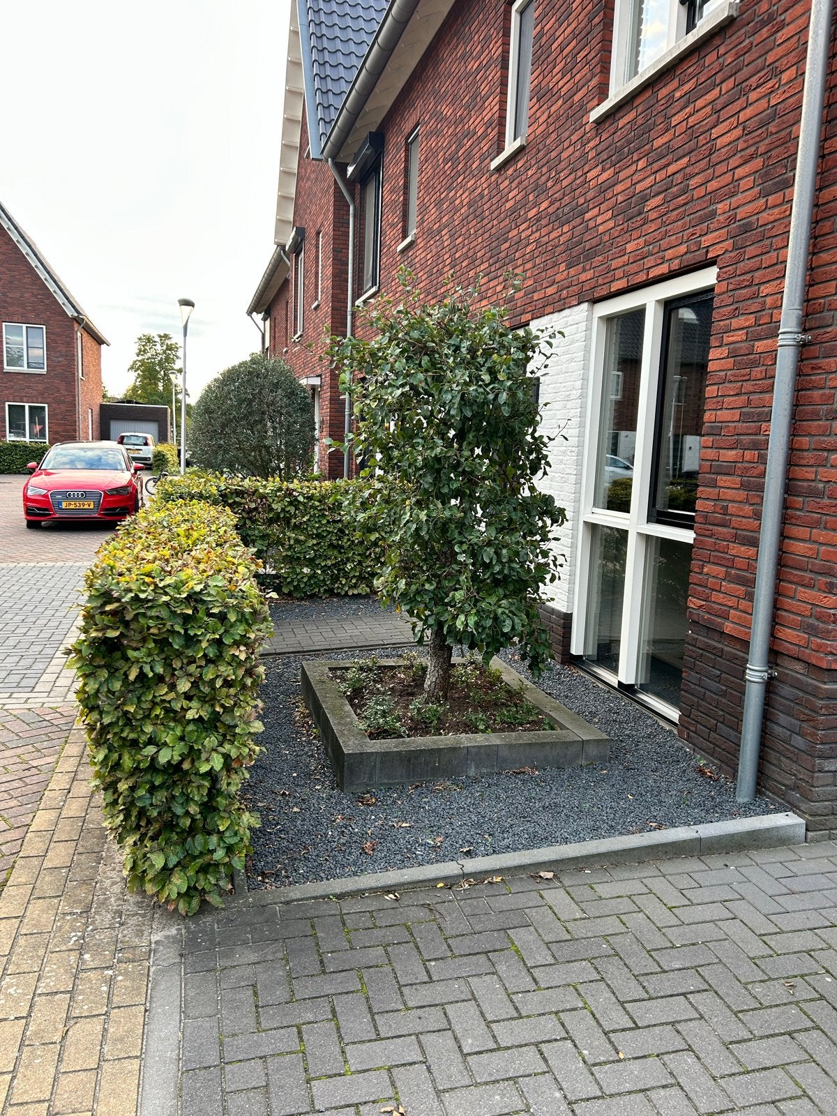 Perenboom, Tuin en Terras, Overige soorten, Lente, 100 tot 250 cm, Ophalen