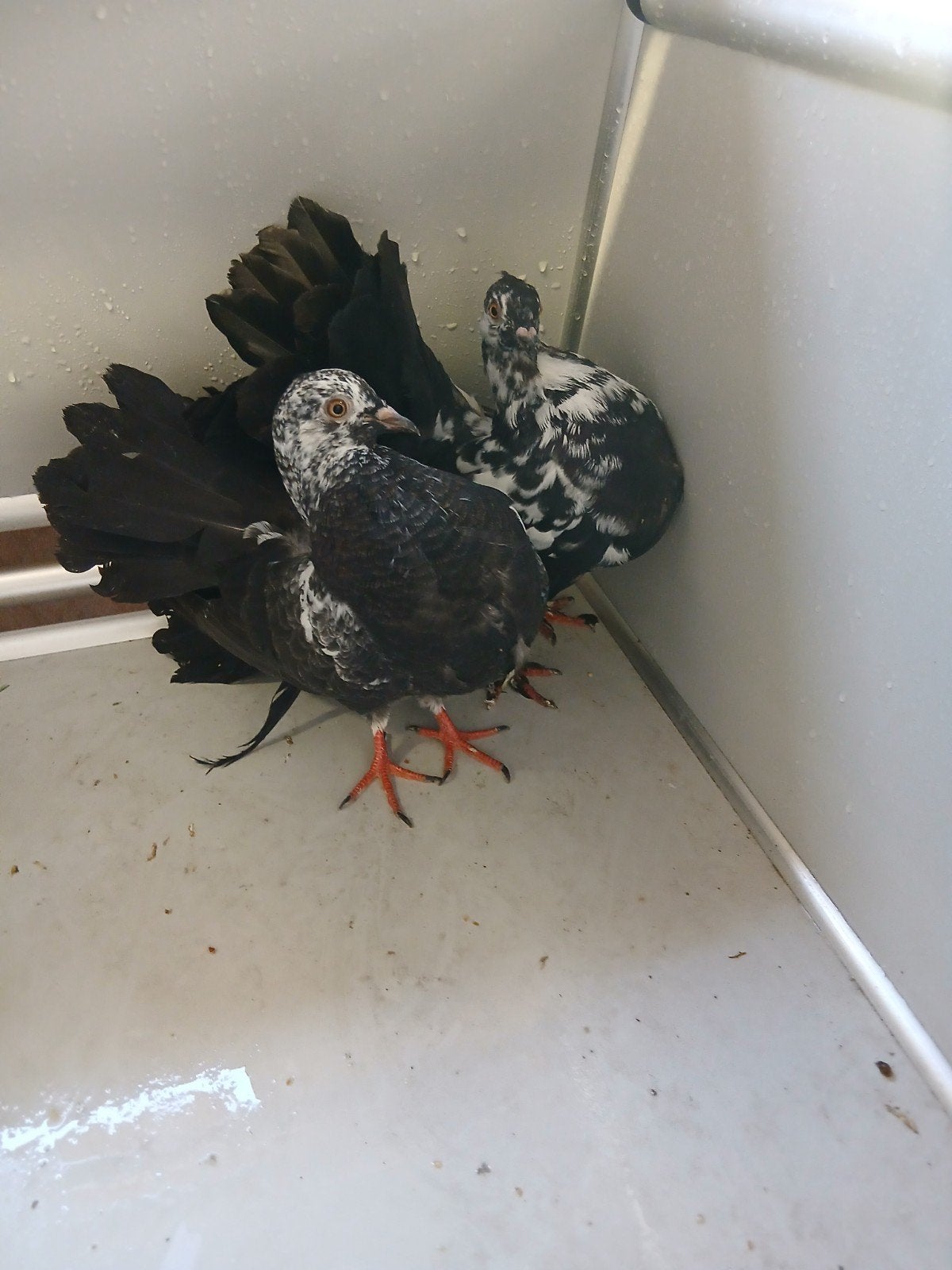 mooi koppel zwart getijgerde pauwstaart duifen, Dieren en Toebehoren, Vogels | Duiven, Meerdere dieren, Overige soorten