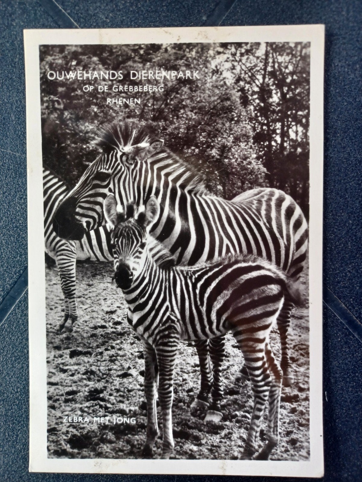 Rhenen Ouwehands Dierenpark Zebra met jong 1961, Ophalen of Verzenden, 1960 tot 1980, Gelopen, Utrecht